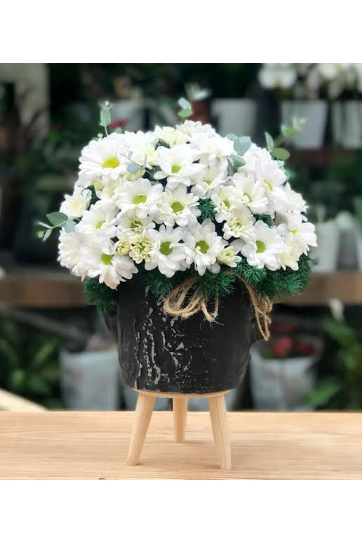 Tarımsal Ve Hayvansal Ürünler 13 Litre Papatya Ekim Ve Bakım Torfu