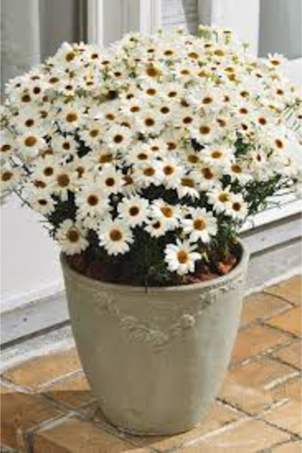 Tarımsal Ve Hayvansal Ürünler 13 Litre Papatya Ekim Ve Bakım Torfu