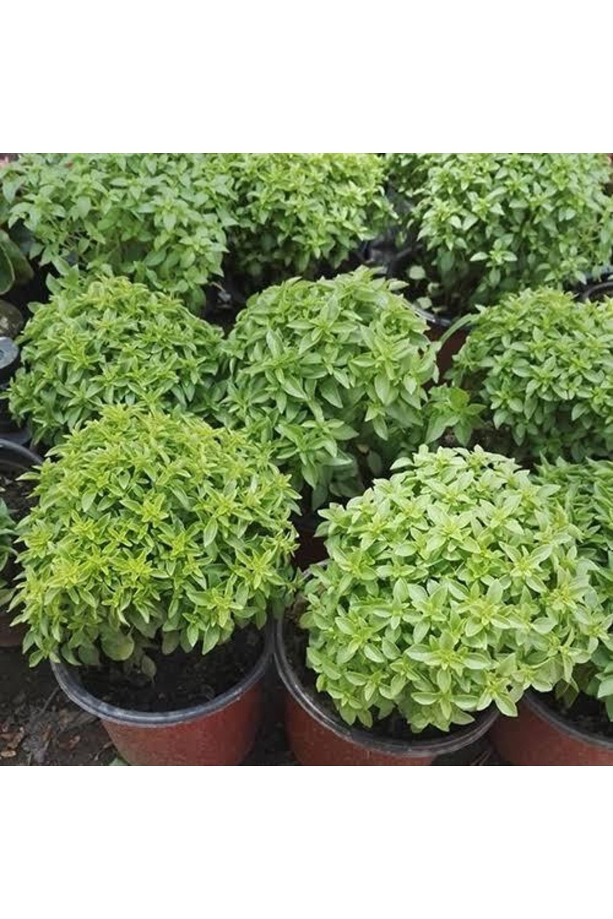 Doğal 13 Litre Reyhan Fesleğen Ekim Torfu