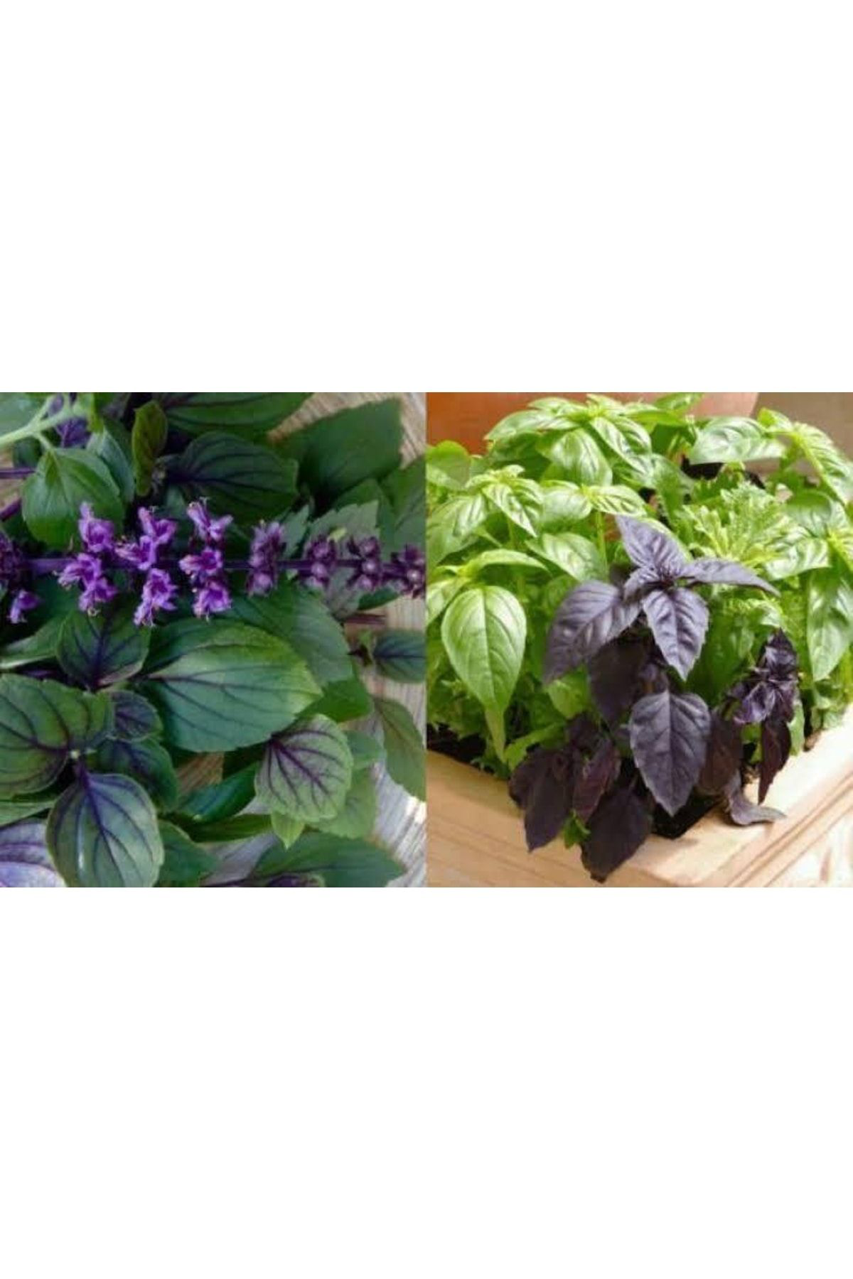 Doğal 13 Litre Reyhan Fesleğen Ekim Torfu