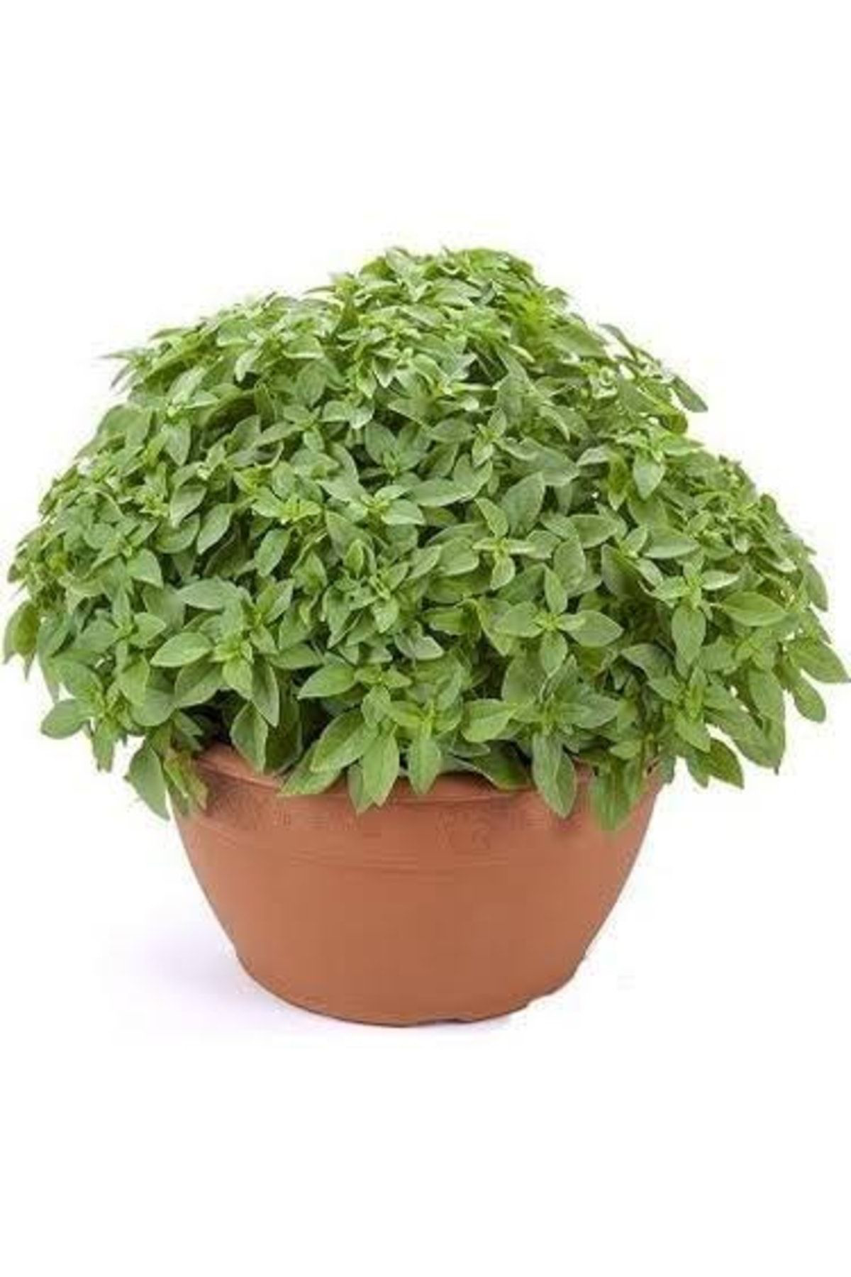 Doğal 13 Litre Reyhan Fesleğen Ekim Torfu