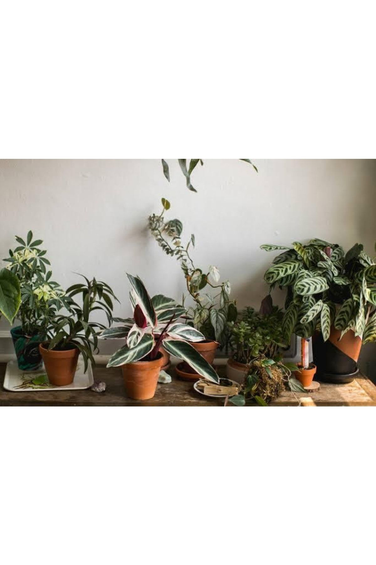 Doğal 13 Litre Salon Bitkileri İçin Özel Torf