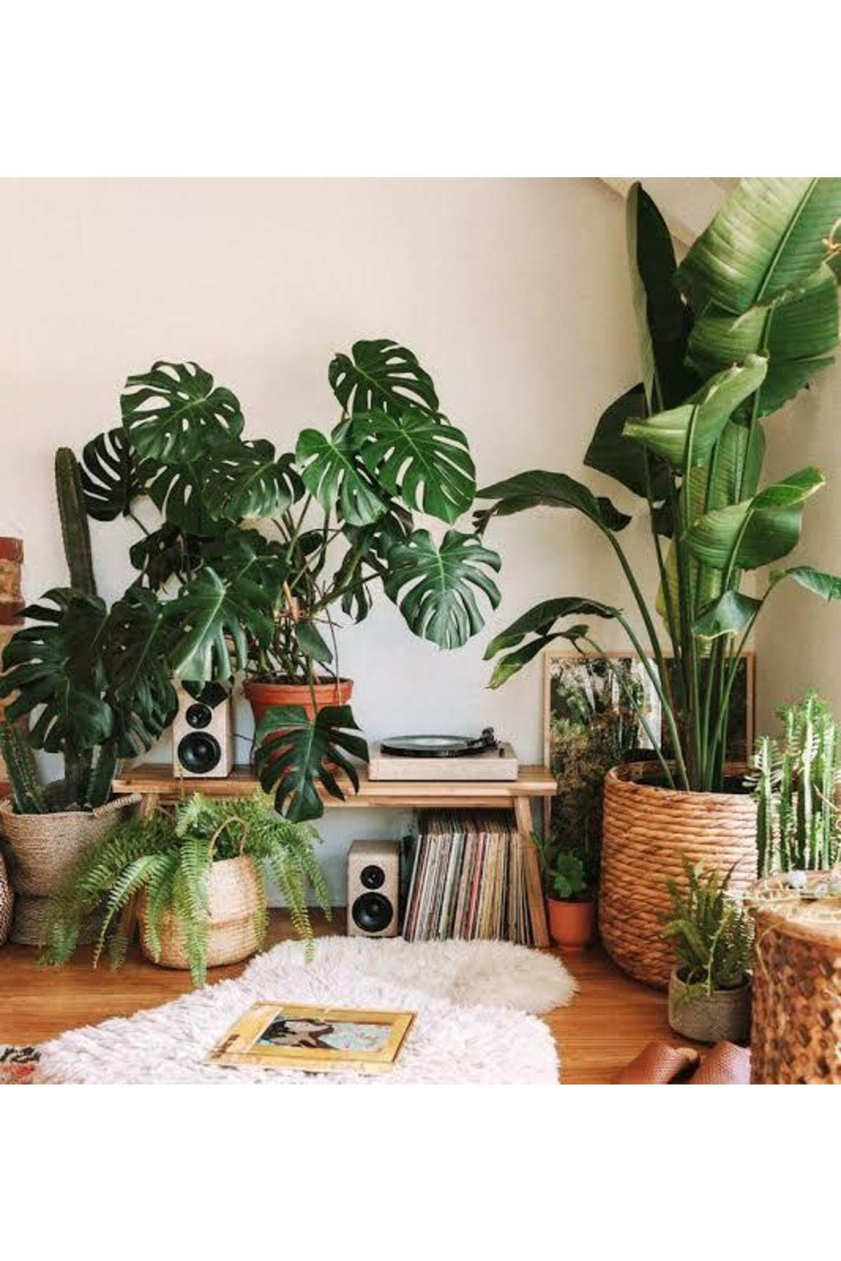 Doğal 13 Litre Salon Bitkileri İçin Özel Torf