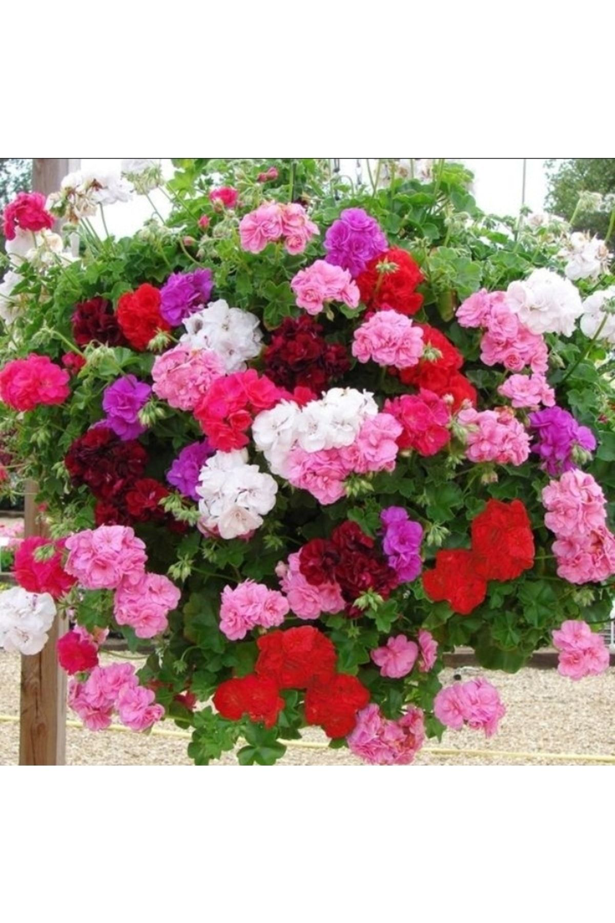 Tohumgübre 13 Litre Sardunya Çiçek Torfu