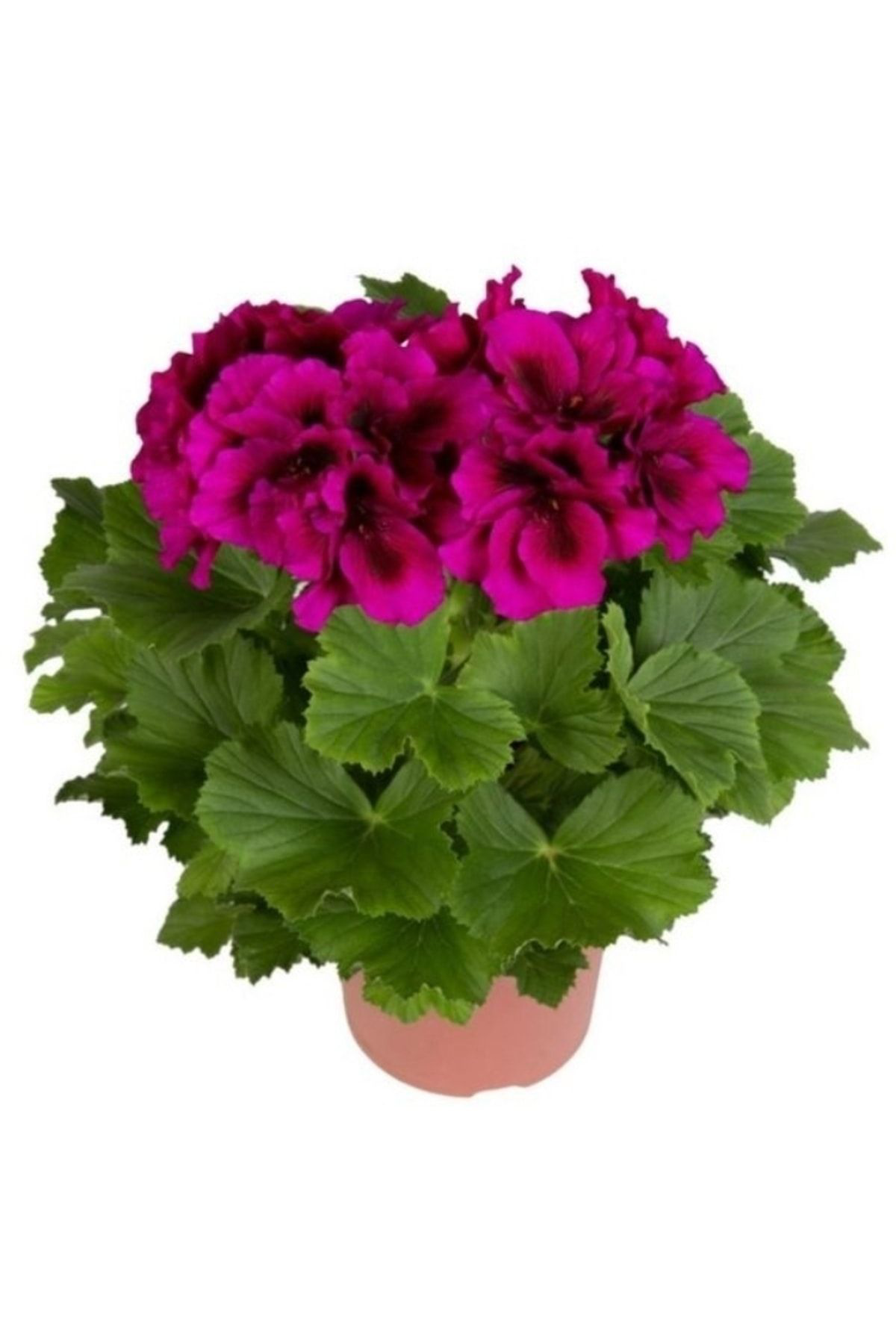 Tohumgübre 13 Litre Sardunya Çiçek Torfu