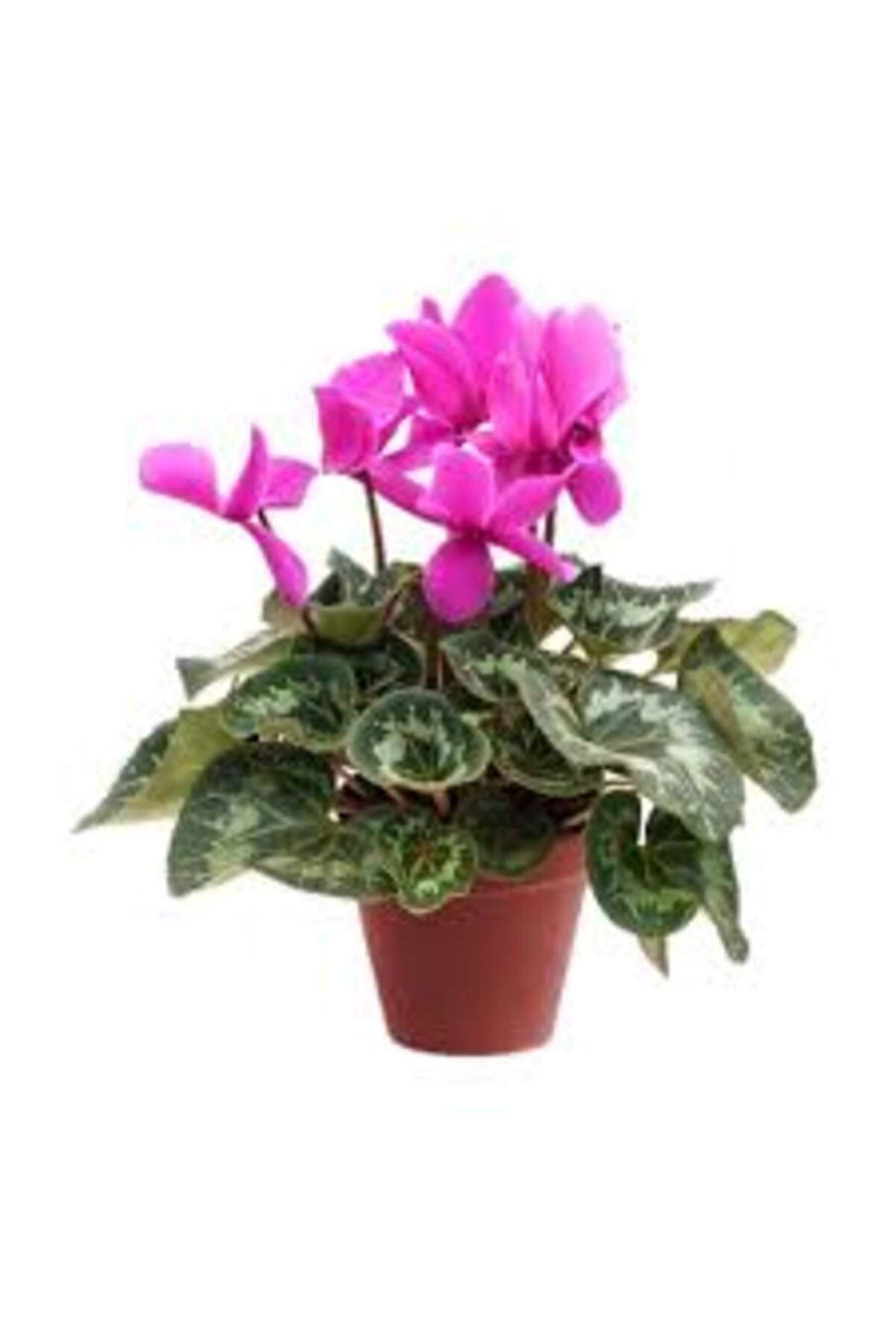 Tarımsal Ve Hayvansal Ürünler 13 Litre Sıklemen Çiçeği Ekim Ve Bakım Torfu