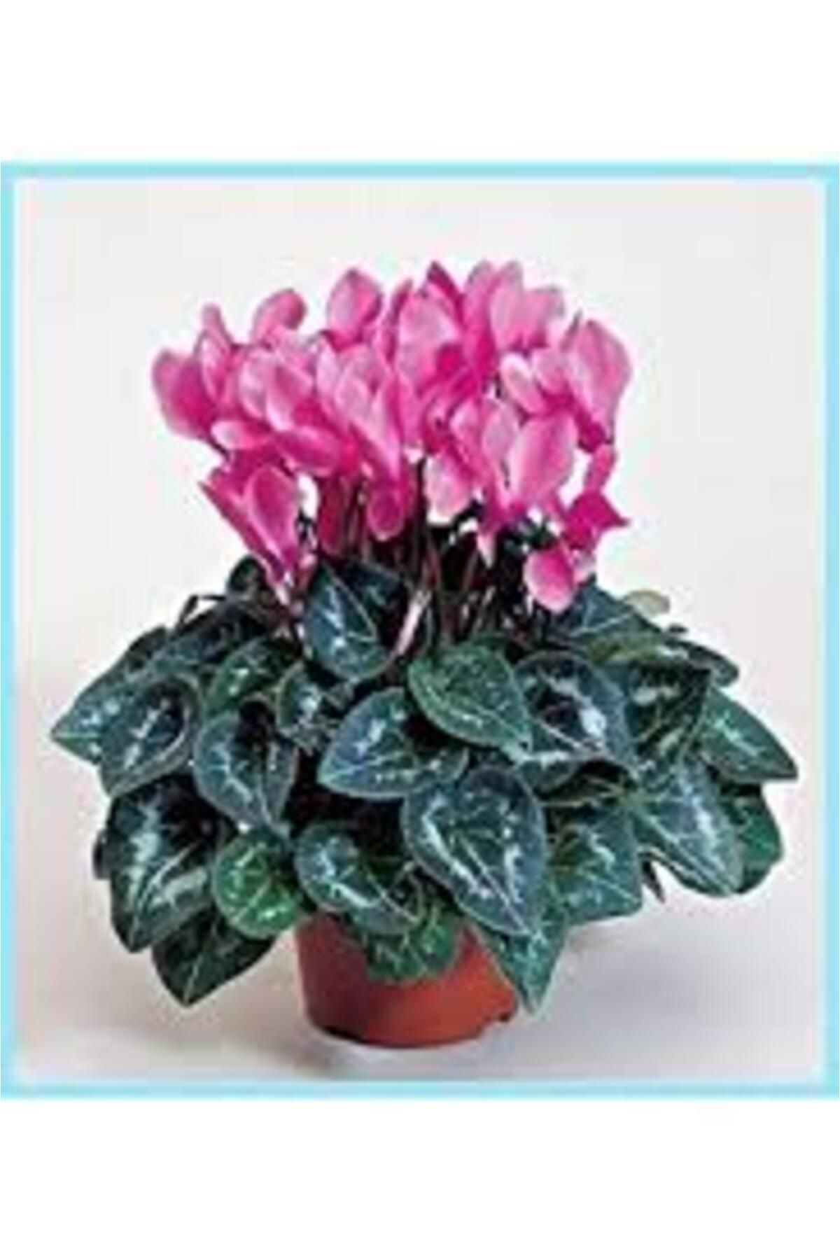 Tarımsal Ve Hayvansal Ürünler 13 Litre Sıklemen Çiçeği Ekim Ve Bakım Torfu