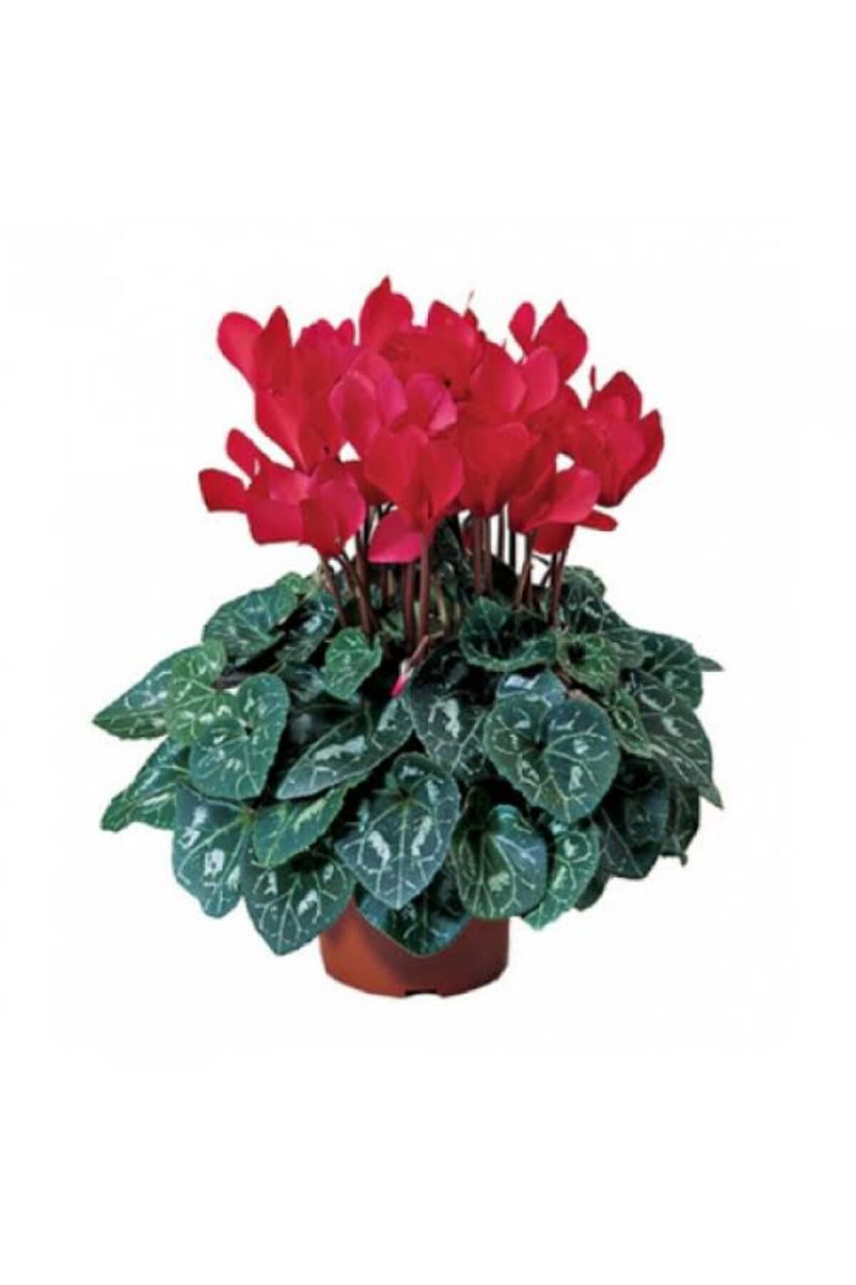 Tarımsal Ve Hayvansal Ürünler 13 Litre Sıklemen Çiçeği Ekim Ve Bakım Torfu