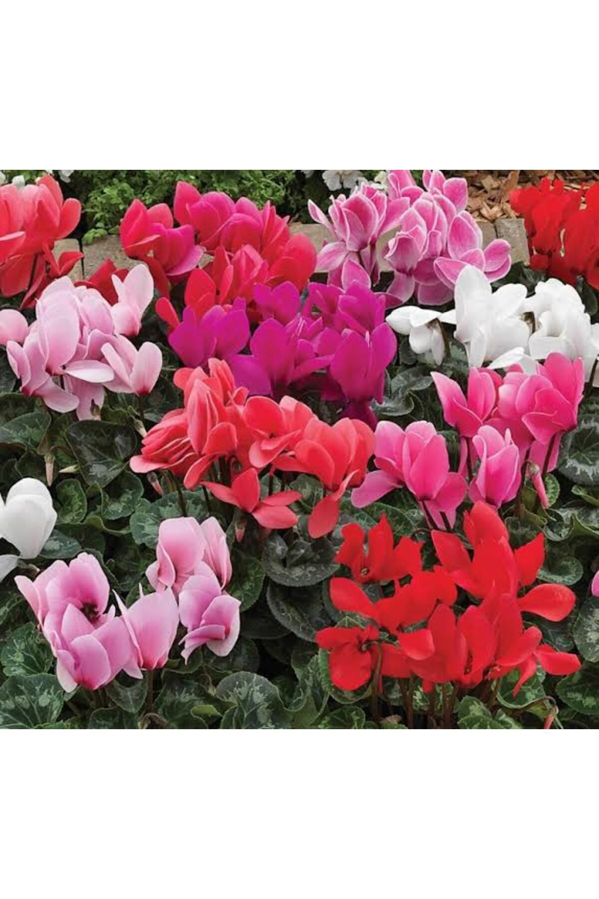 Tarımsal Ve Hayvansal Ürünler 13 Litre Sıklemen Çiçeği Ekim Ve Bakım Torfu