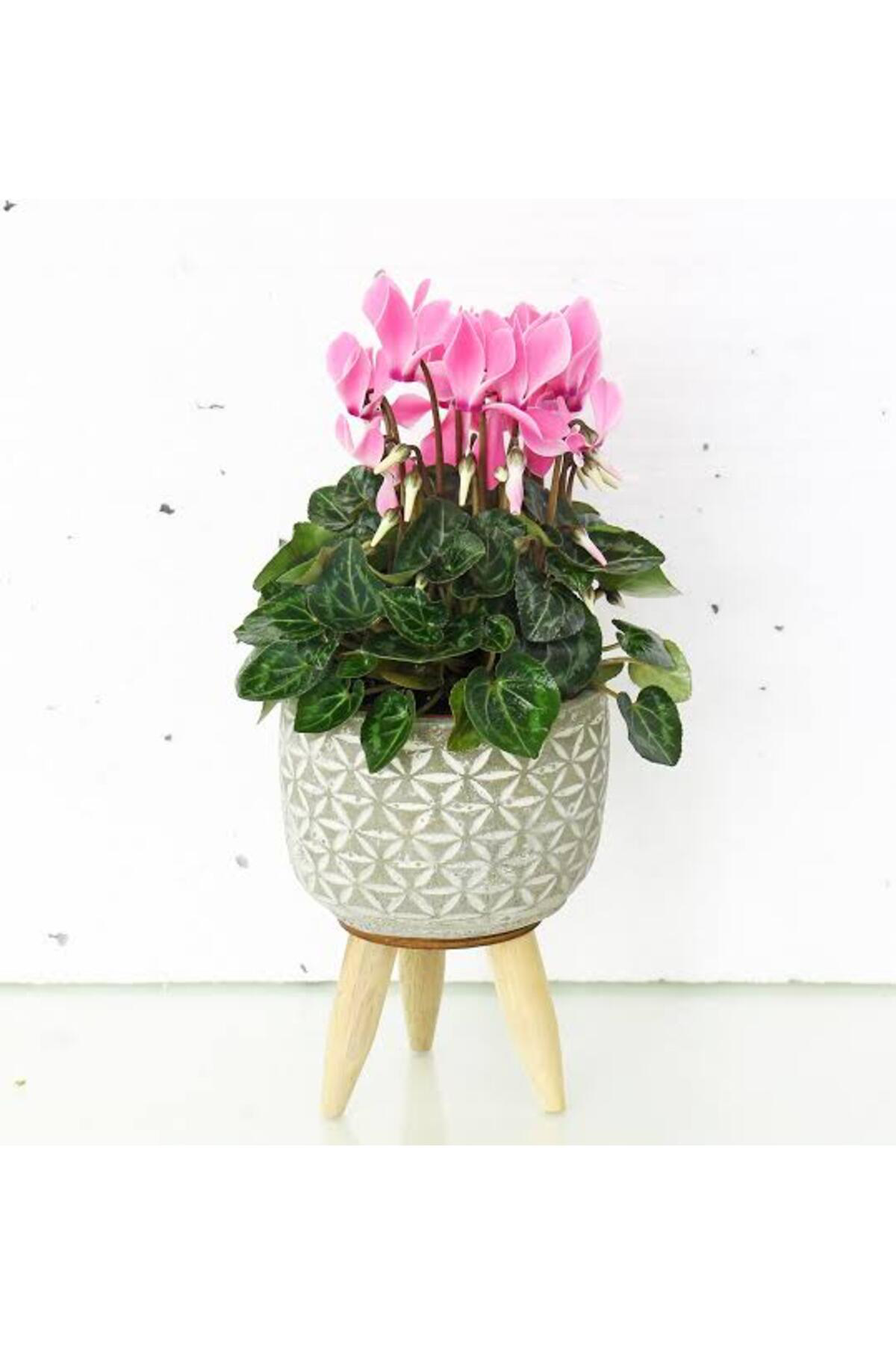 Tarımsal Ve Hayvansal Ürünler 13 Litre Sıklemen Çiçeği Ekim Ve Bakım Torfu