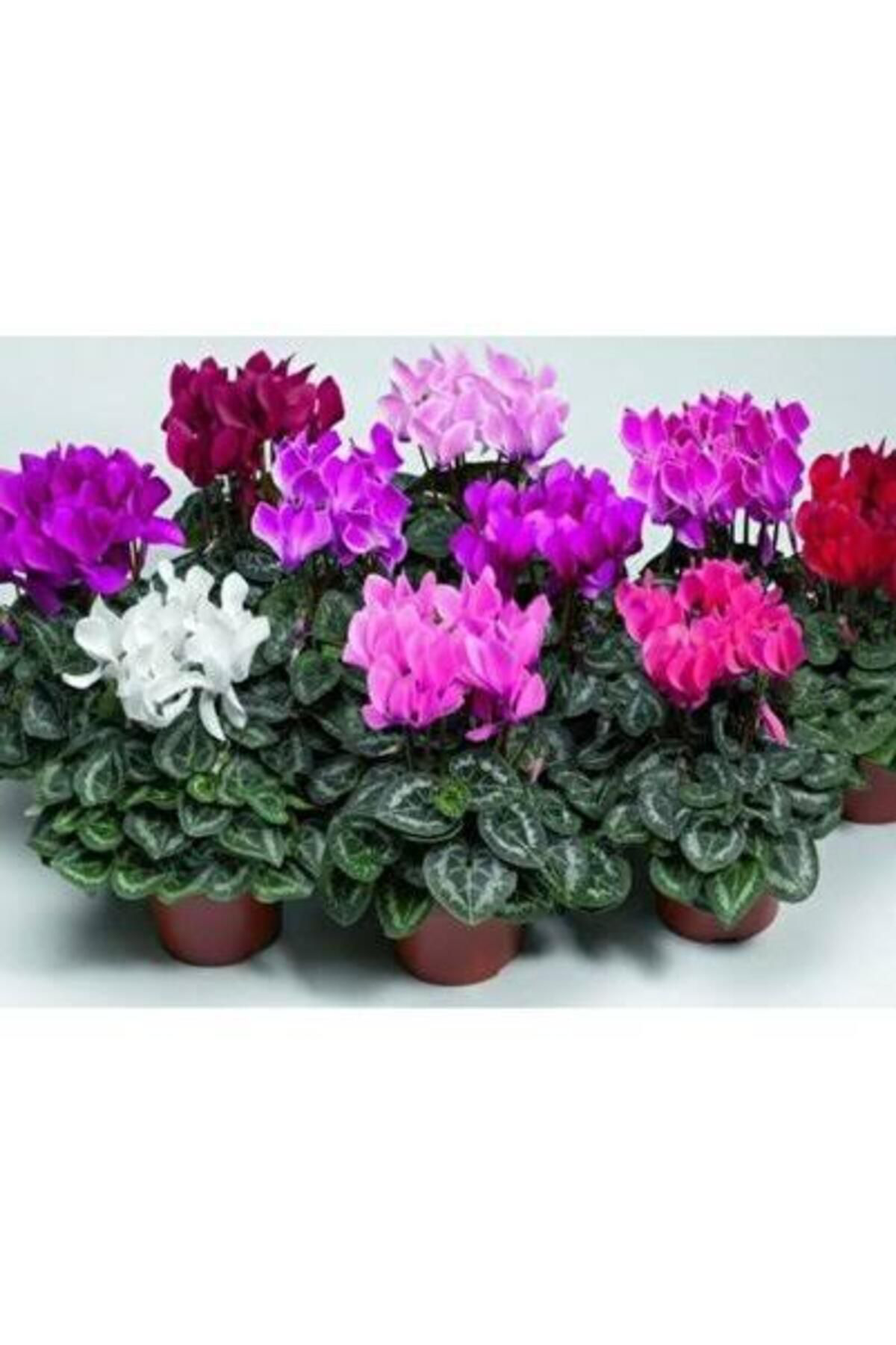 Tarımsal Ve Hayvansal Ürünler 13 Litre Sıklemen Çiçeği Ekim Ve Bakım Torfu