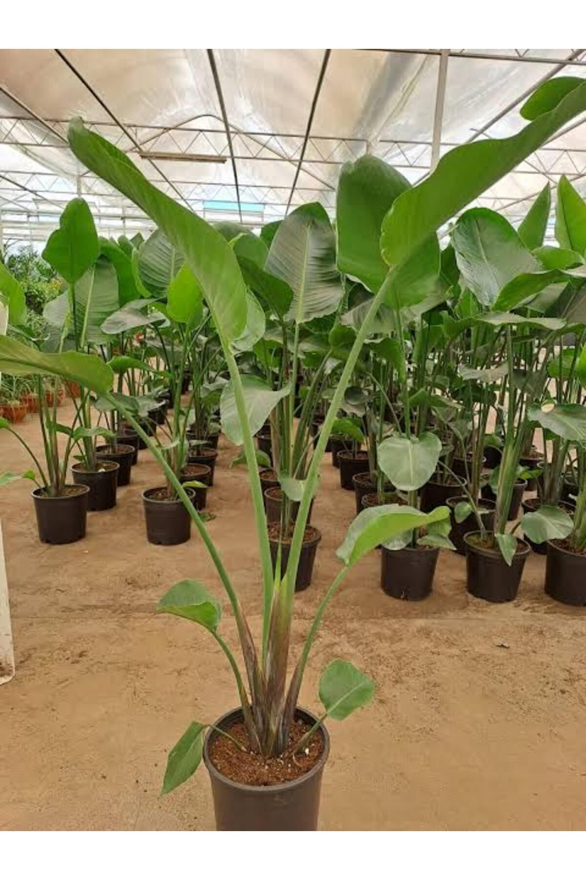 Tarımsal Ve Hayvansal Ürünler 13 Litre Starliçe Cennet Kuşu Ekim Ve Bakım Torfu