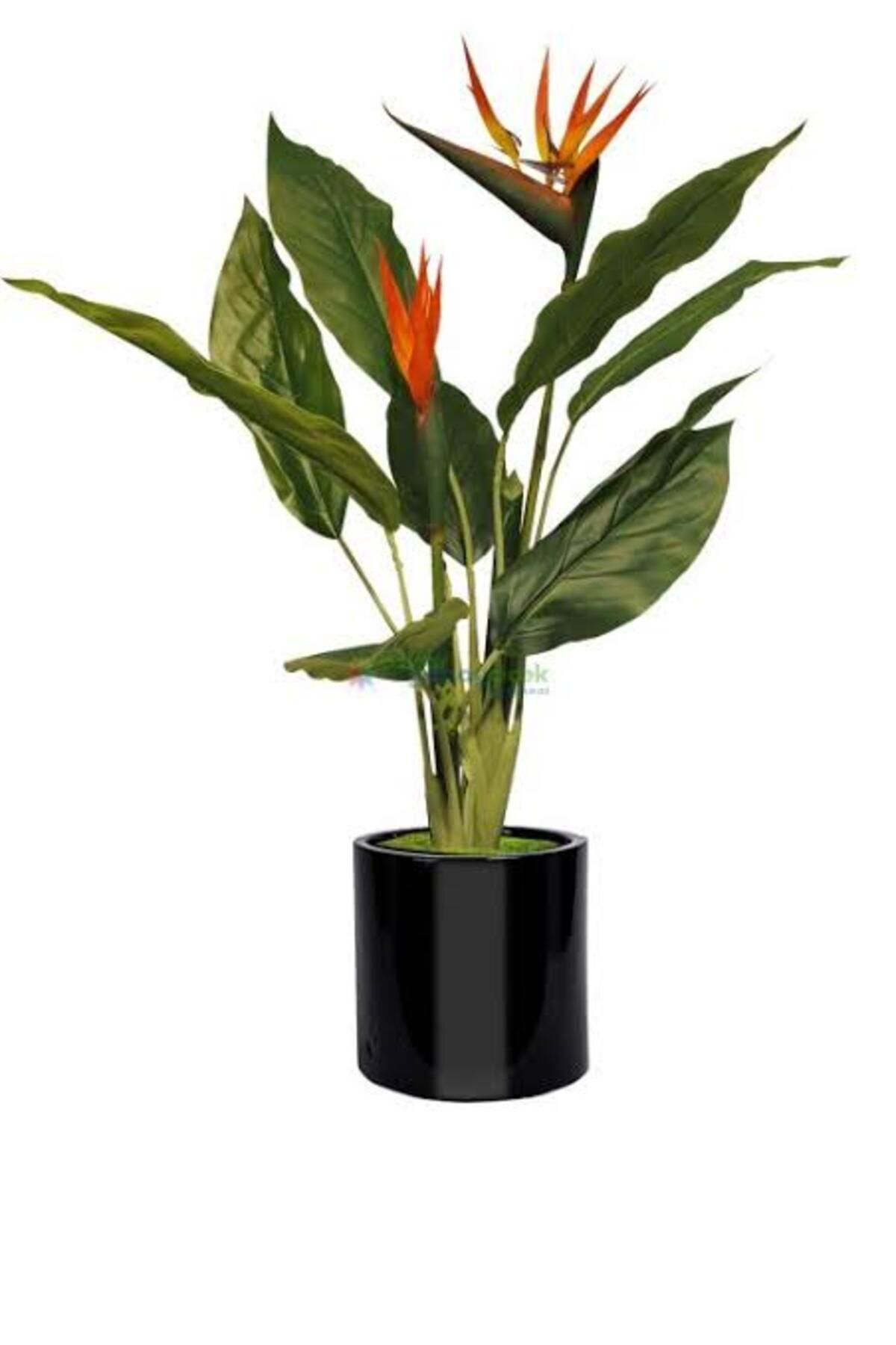 Tarımsal Ve Hayvansal Ürünler 13 Litre Starliçe Cennet Kuşu Ekim Ve Bakım Torfu