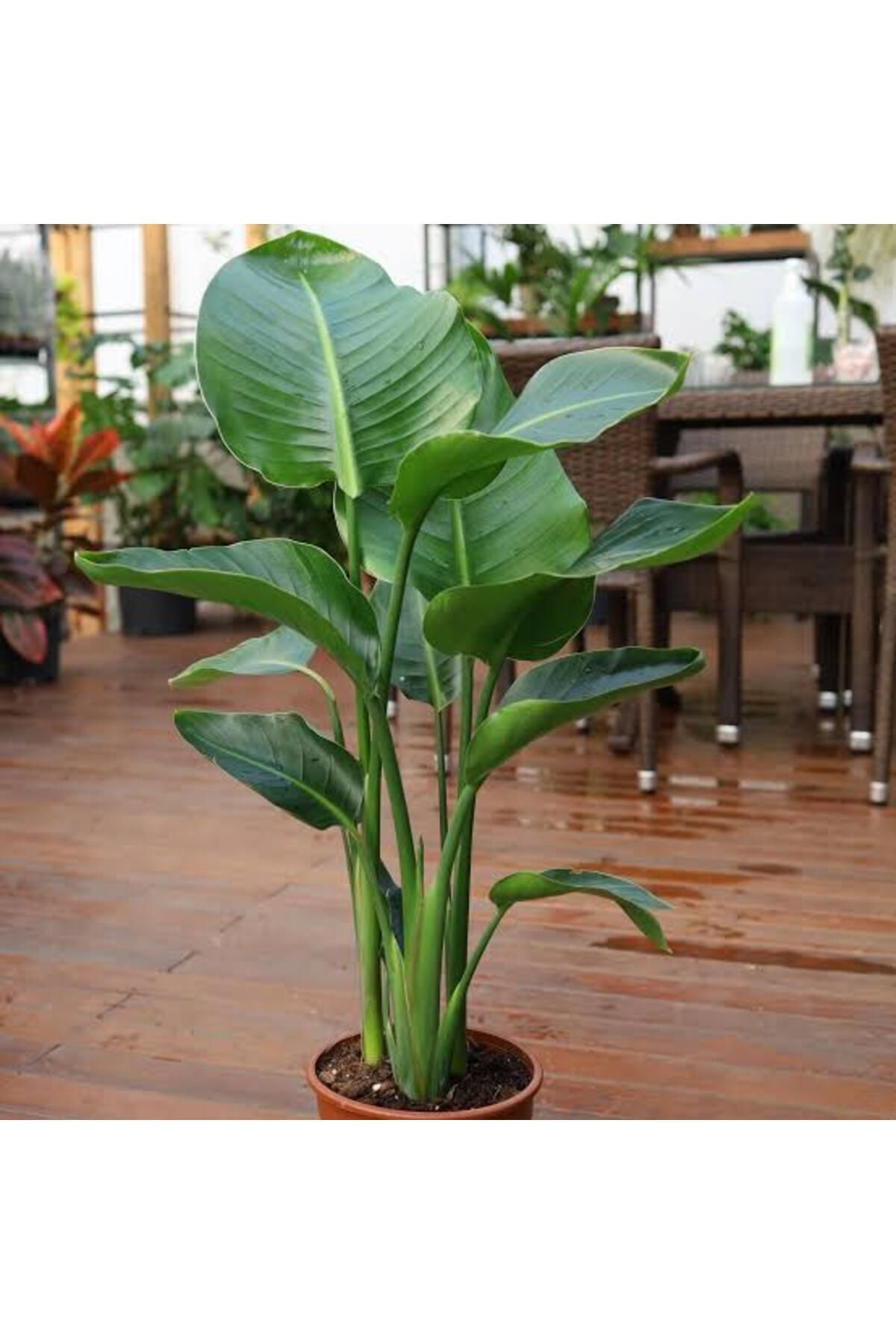 Tarımsal Ve Hayvansal Ürünler 13 Litre Starliçe Cennet Kuşu Ekim Ve Bakım Torfu