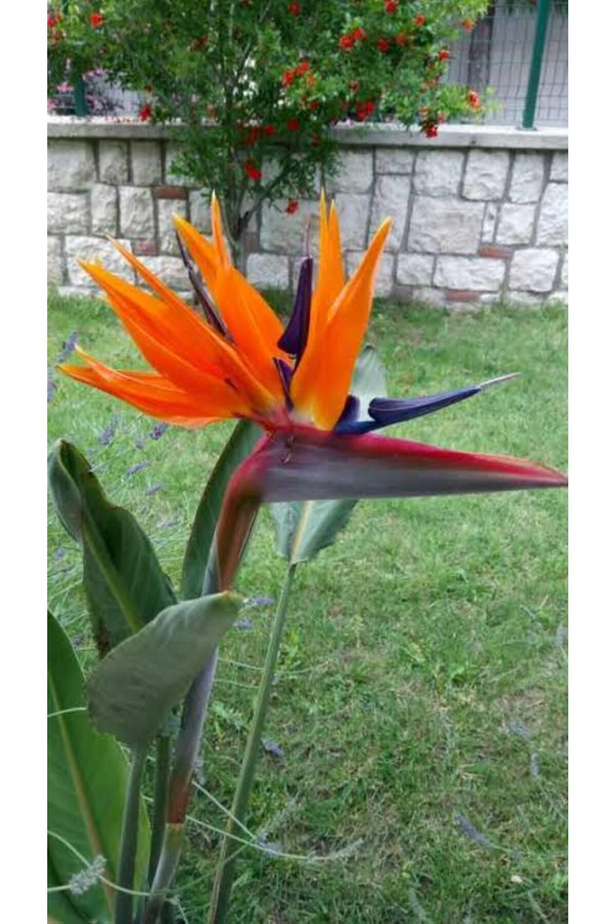 Tarımsal Ve Hayvansal Ürünler 13 Litre Starliçe Cennet Kuşu Ekim Ve Bakım Torfu