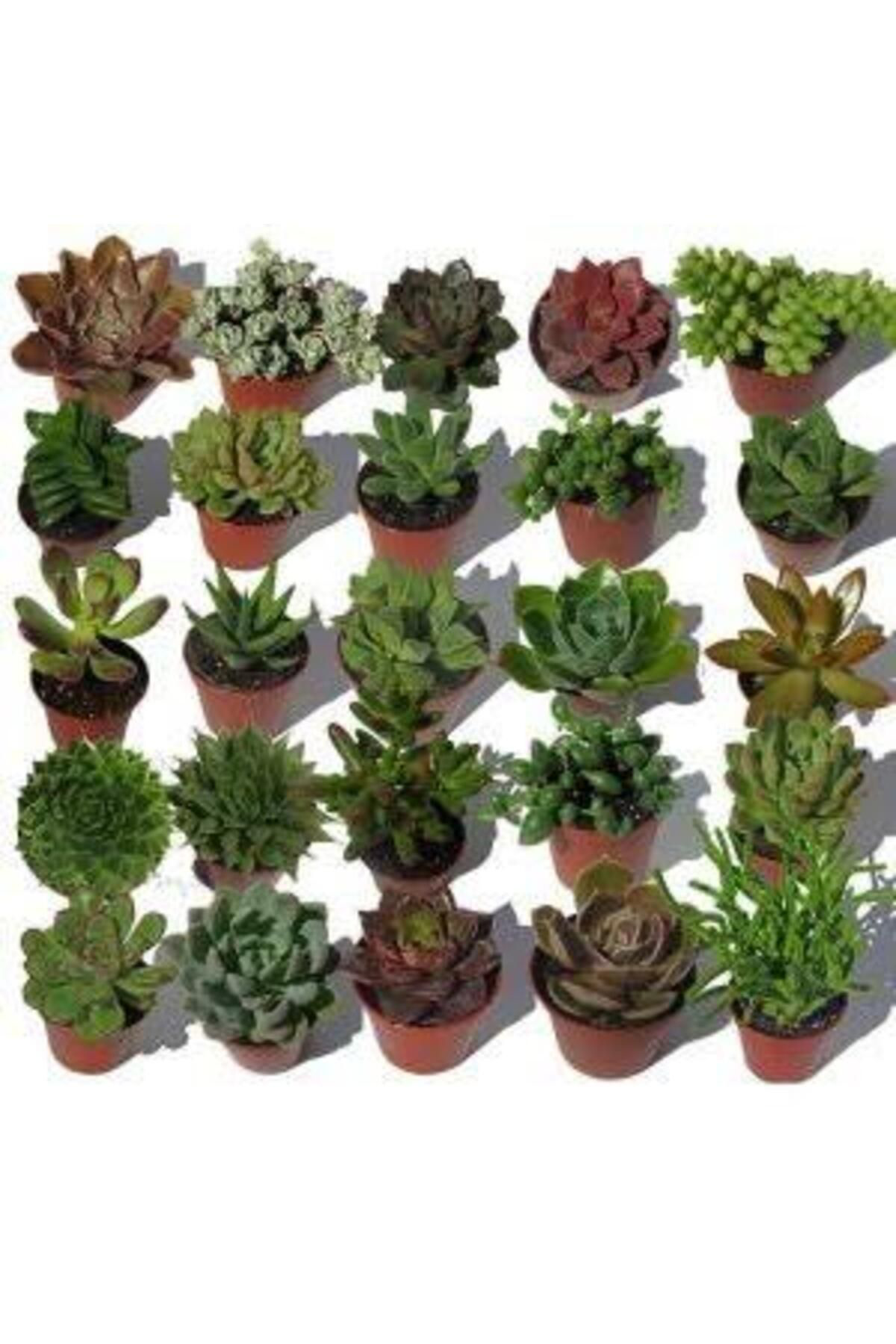 Tarımsal Ve Hayvansal Ürünler 13 Litre Sulukent Ekim Ve Bakım Torfu