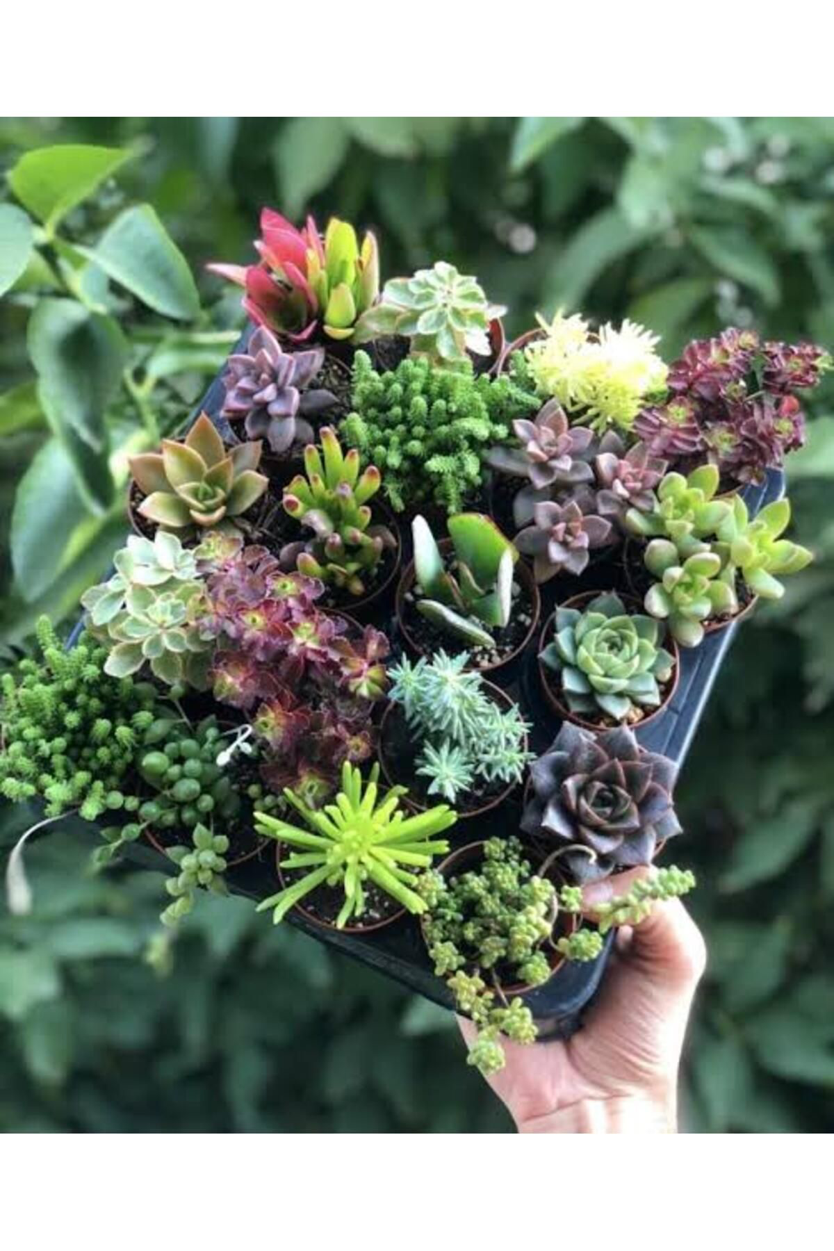 Tarımsal Ve Hayvansal Ürünler 13 Litre Sulukent Ekim Ve Bakım Torfu