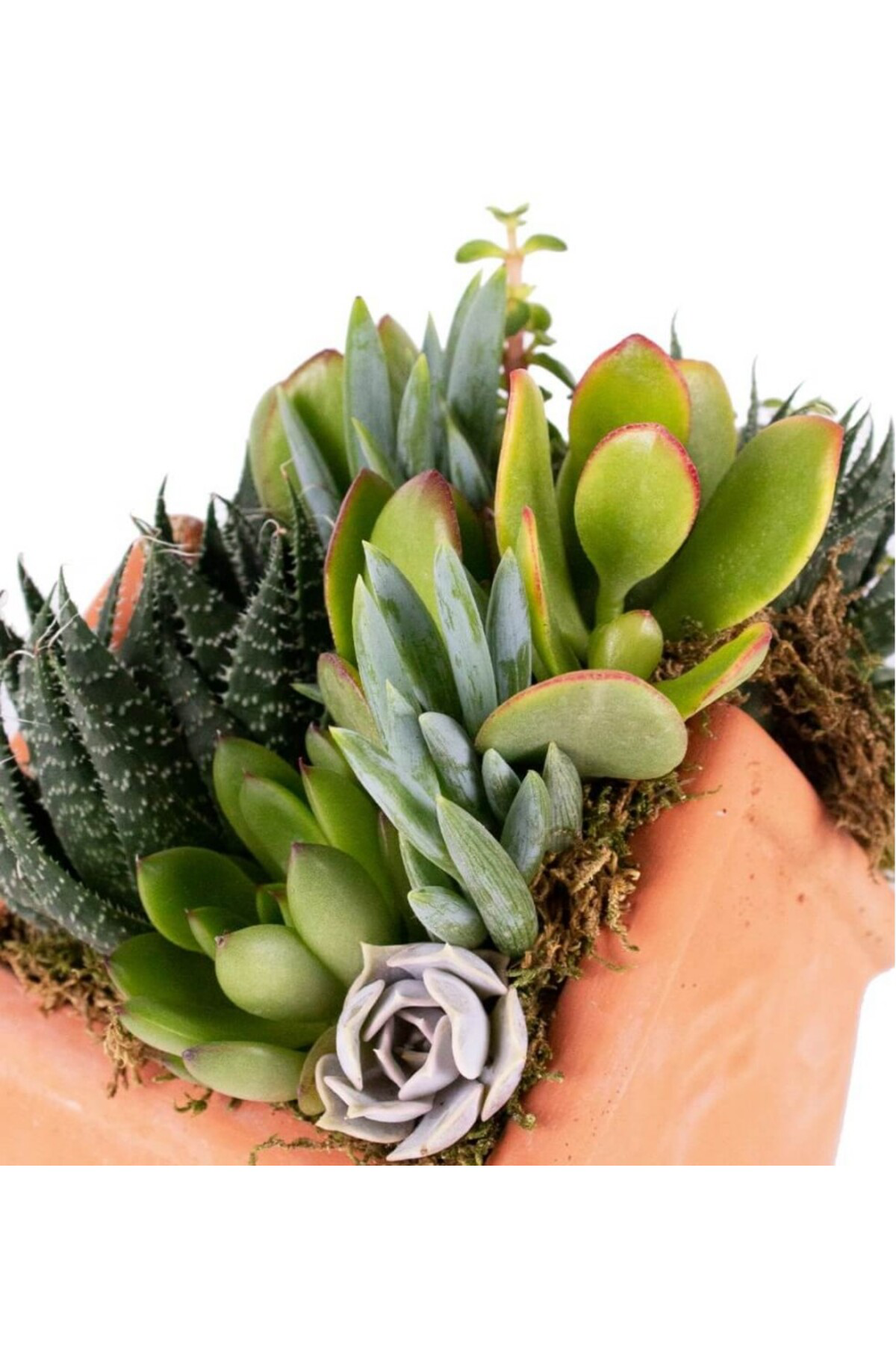 Tarımsal Ve Hayvansal Ürünler 13 Litre Sulukent Ekim Ve Bakım Torfu