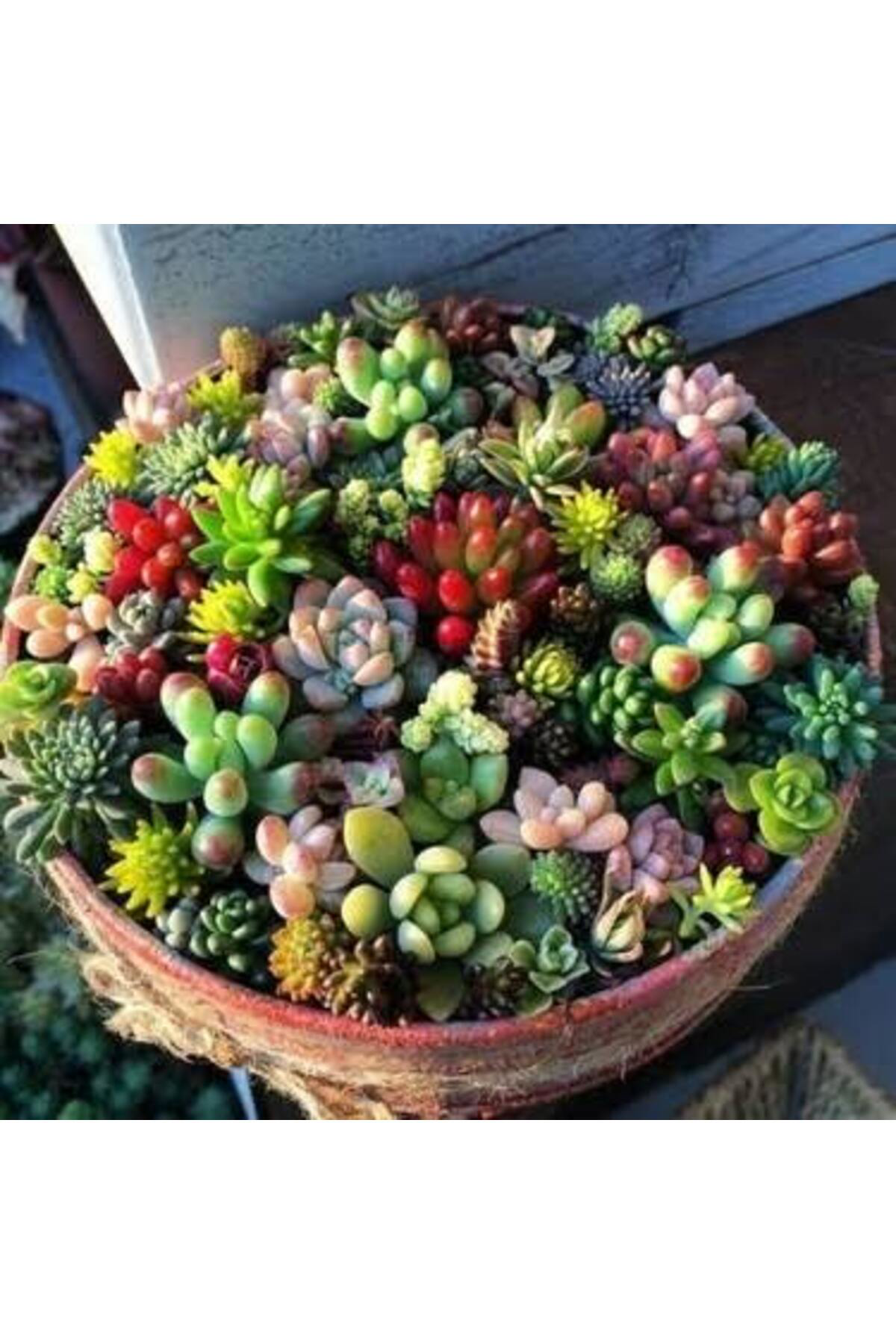 Tarımsal Ve Hayvansal Ürünler 13 Litre Sulukent Ekim Ve Bakım Torfu