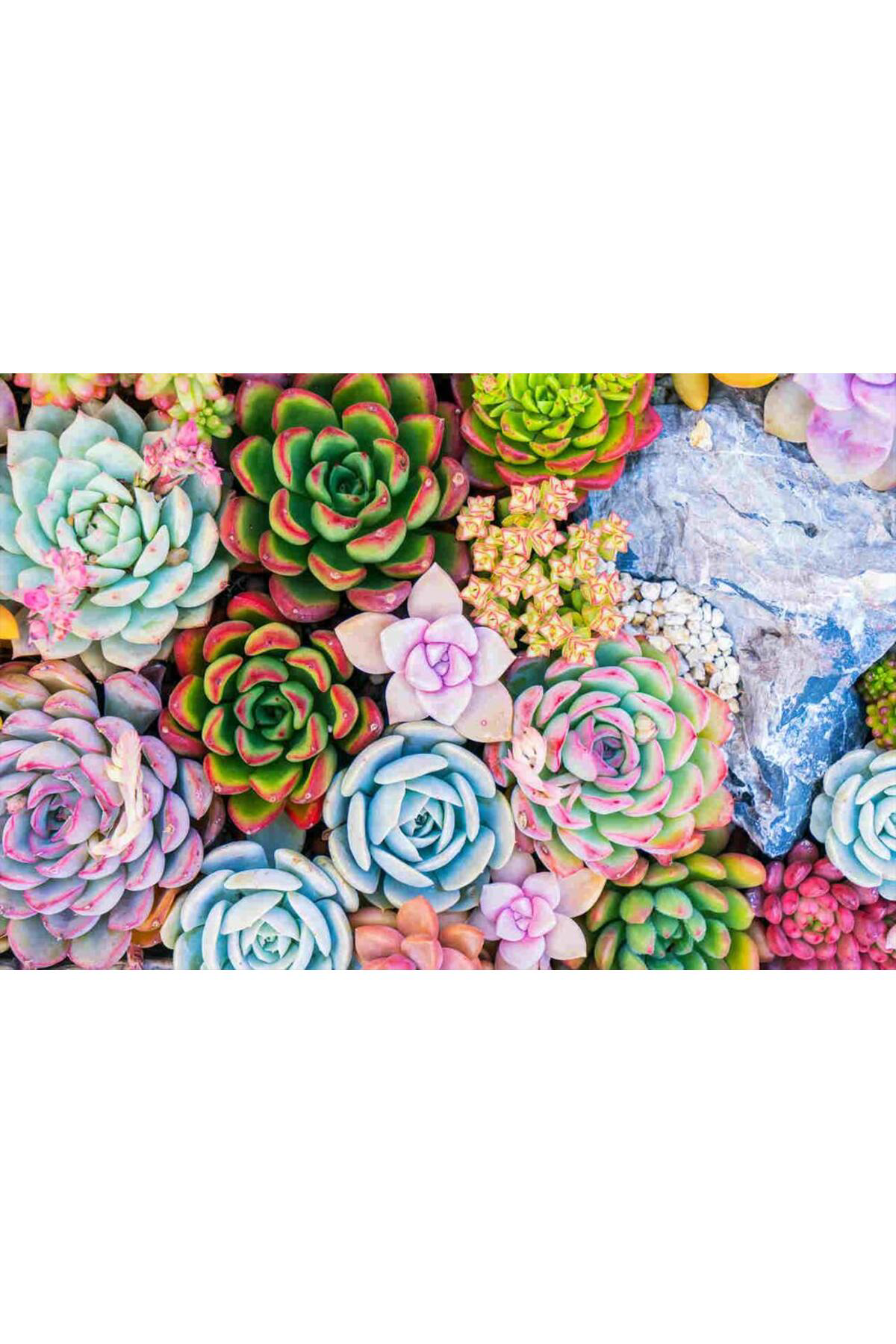 Tarımsal Ve Hayvansal Ürünler 13 Litre Sulukent Ekim Ve Bakım Torfu