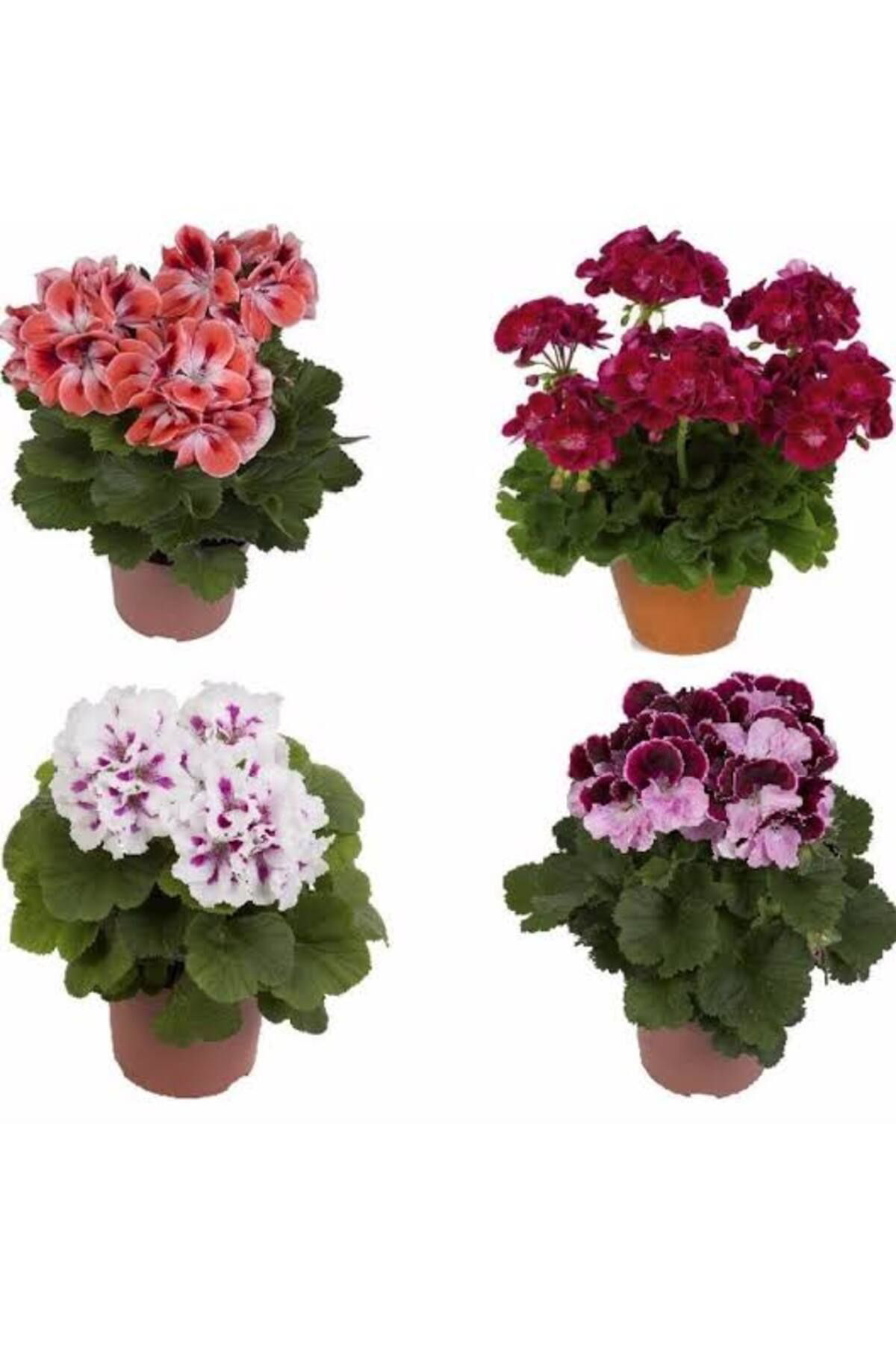 Tarımsal Ve Hayvansal Ürünler 13 Litre Sulukent Ekim Ve Bakim Torfu