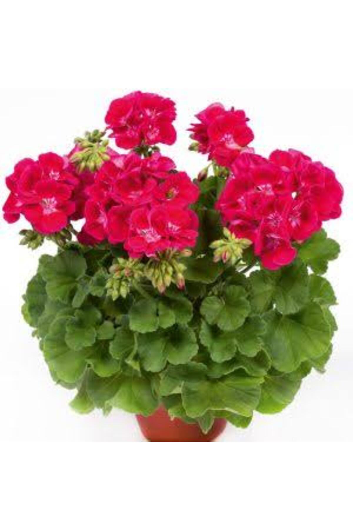 Tarımsal Ve Hayvansal Ürünler 13 Litre Sulukent Ekim Ve Bakim Torfu