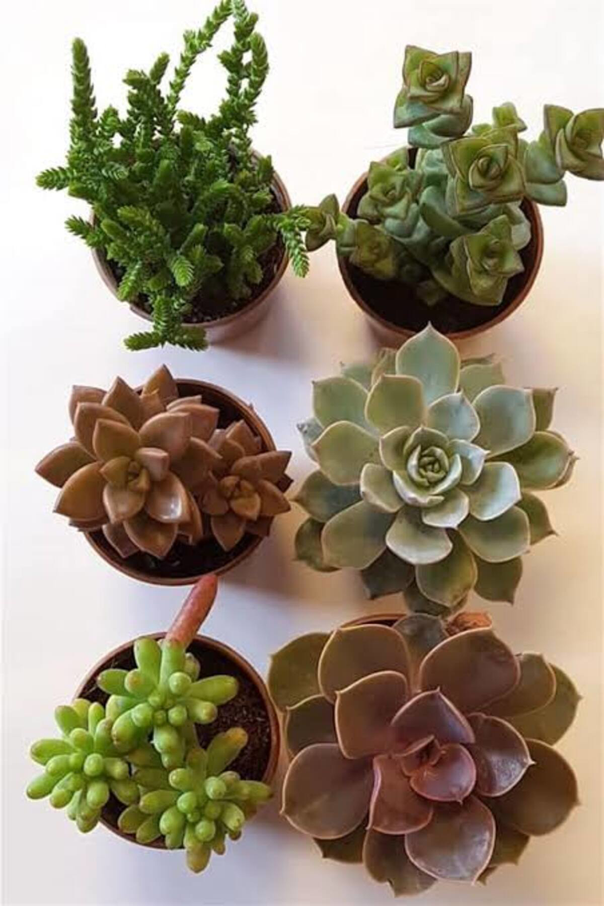 Tarımsal Ve Hayvansal Ürünler 13 Litre Sulukent Ekim Ve Bakım Torfu