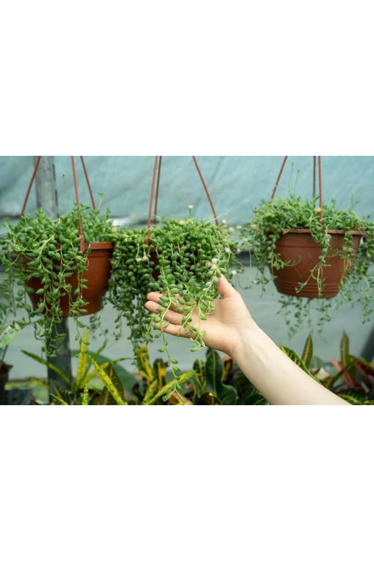 Tarımsal Ve Hayvansal Ürünler 13 Litre Tesbih Çiçeği Ekim Ve Bakım Torfu