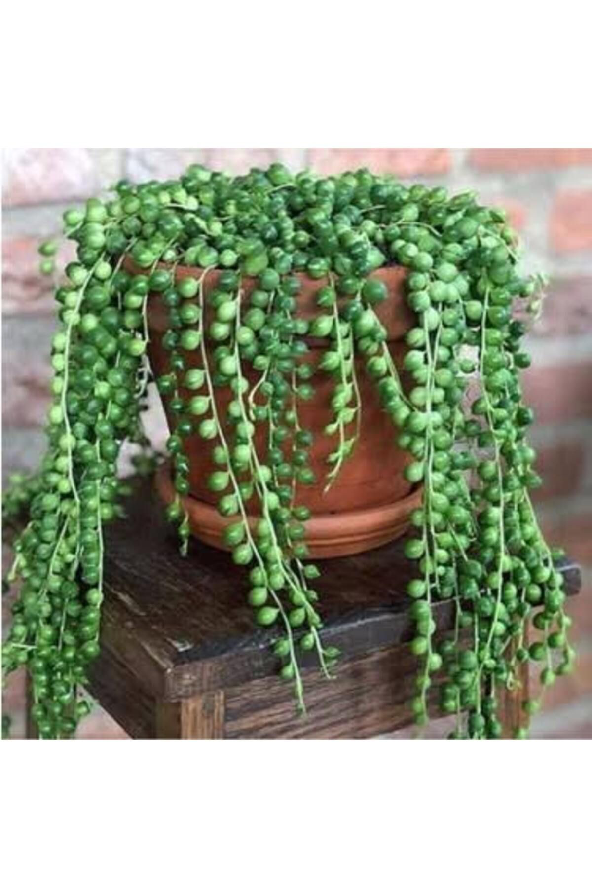 Tarımsal Ve Hayvansal Ürünler 13 Litre Tesbih Çiçeği Ekim Ve Bakım Torfu