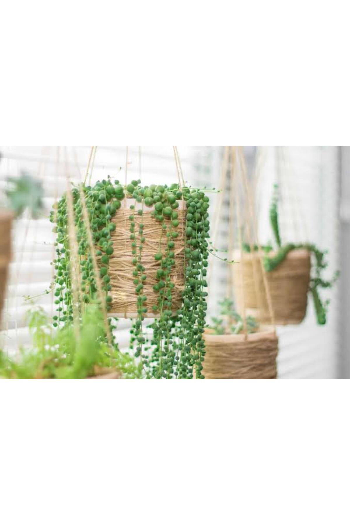 Tarımsal Ve Hayvansal Ürünler 13 Litre Tesbih Çiçeği Ekim Ve Bakım Torfu