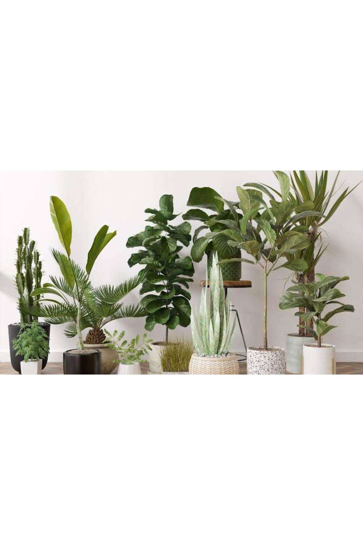 Tarımsal Ve Hayvansal Ürünler 13 Litre Yeşil Yapraklı Salon Bitkileri Ekim Ve Bakım Torfu