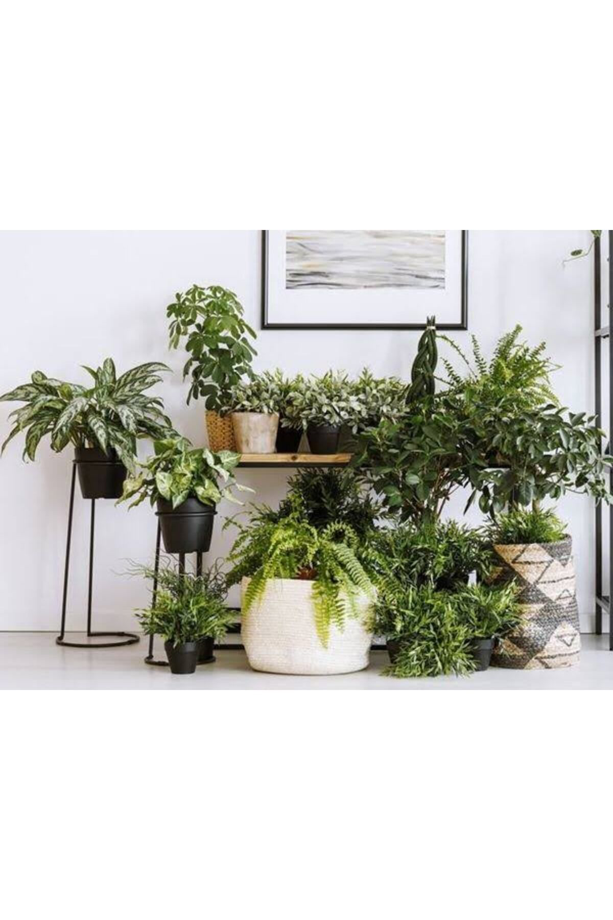 Tarımsal Ve Hayvansal Ürünler 13 Litre Yeşil Yapraklı Salon Bitkileri Ekim Ve Bakım Torfu