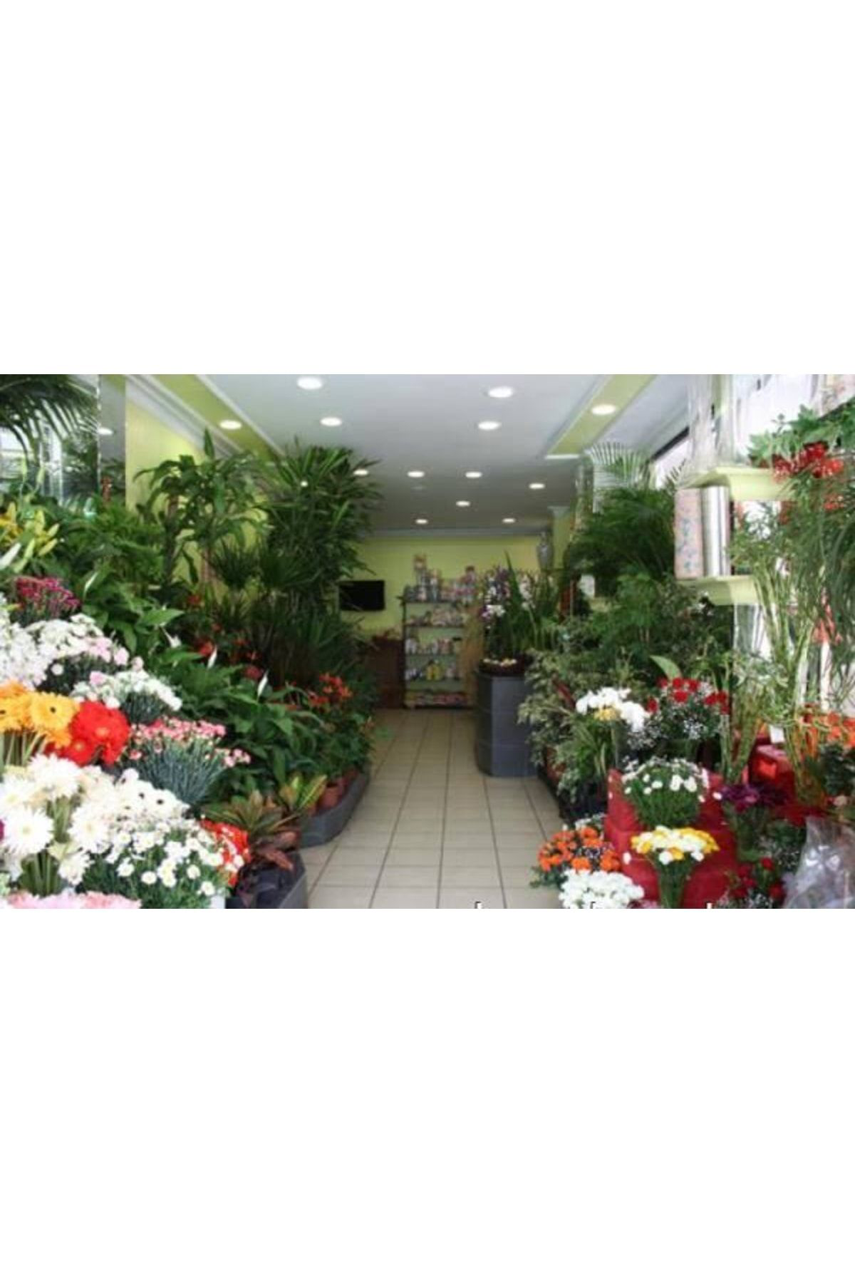 Doğal 13 Litre Yeşil Yapraklı Ve Çiçekli Bitkiler İçin Özel Torf