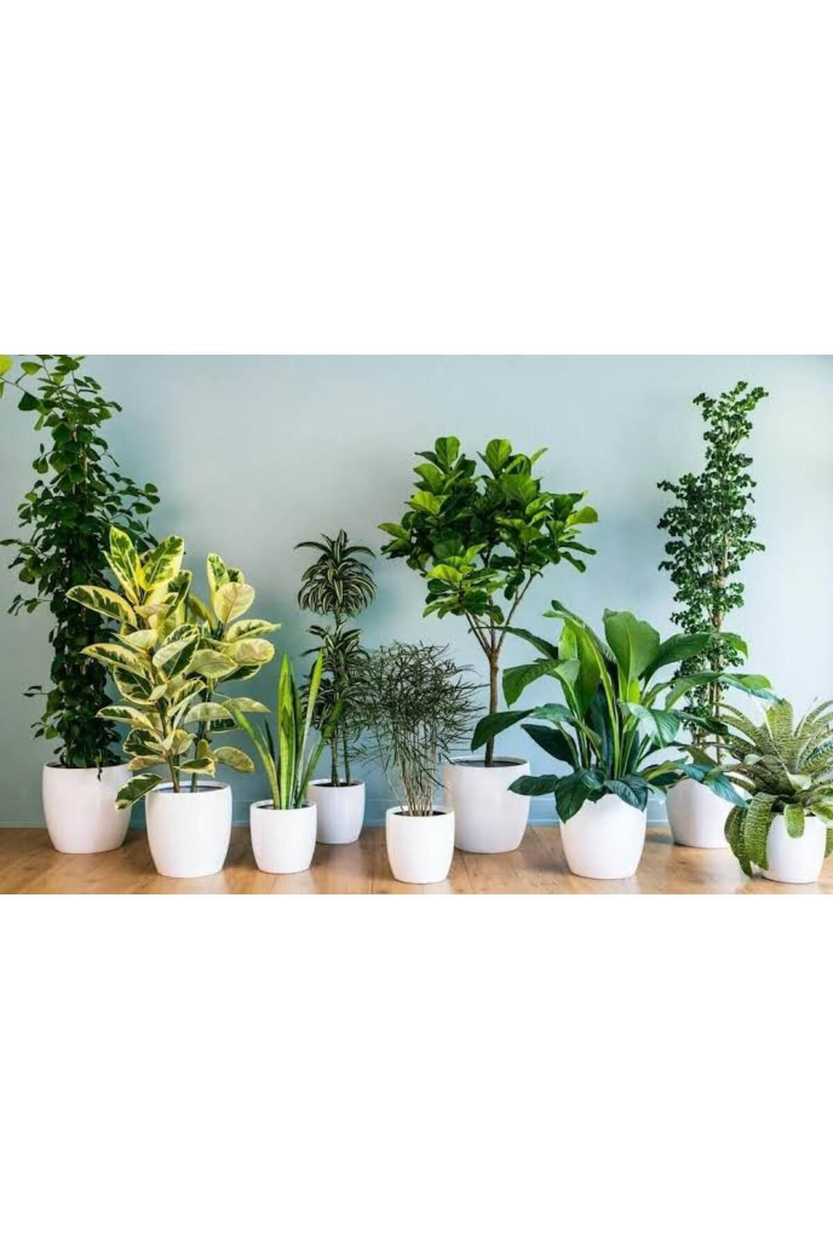 Tarımsal Ve Hayvansal Ürünler 13 Litre Yeşil Yapraklı Salon Bitkileri Ekim Ve Bakım Torfu