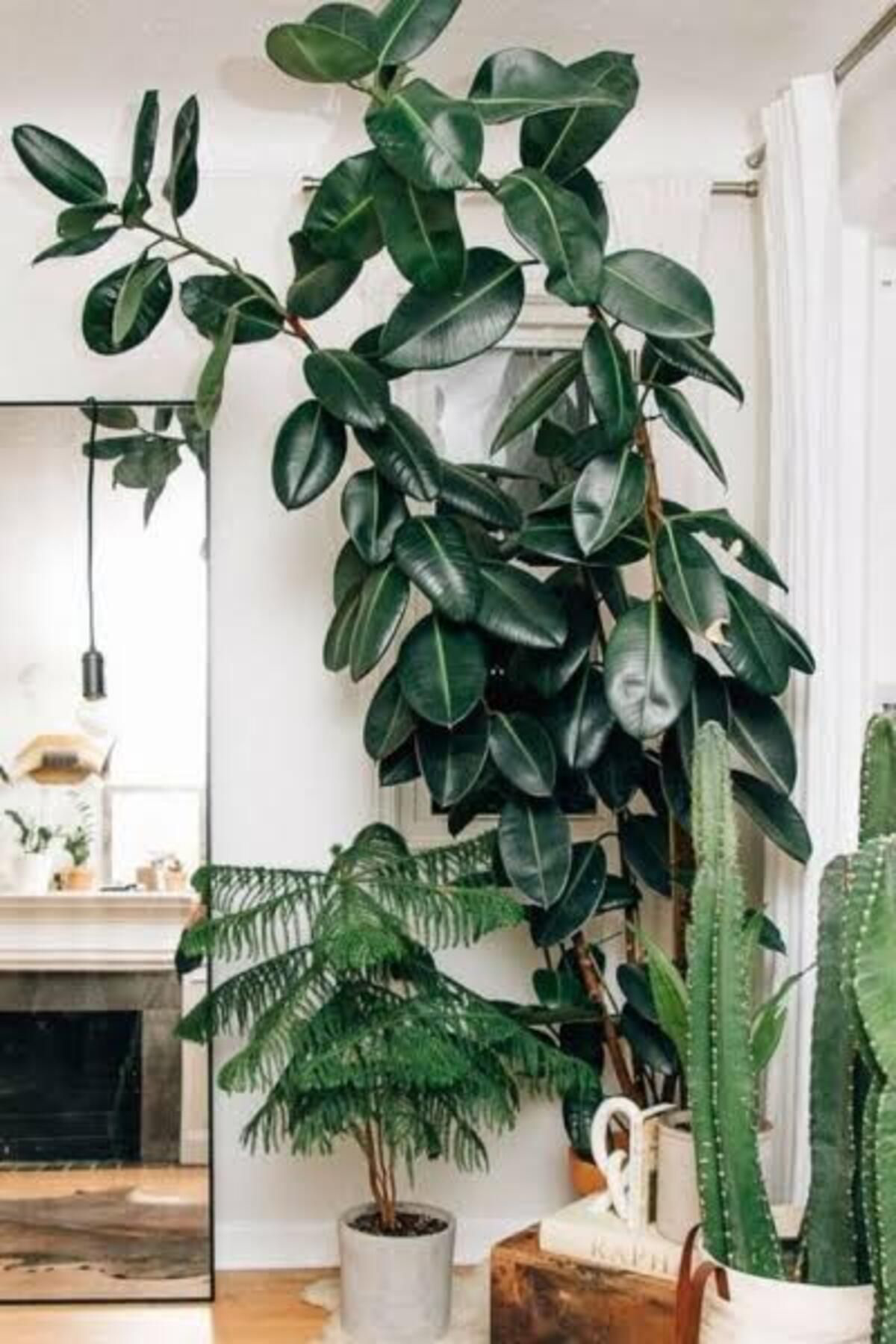 Tarımsal Ve Hayvansal Ürünler 13 Litre Yeşil Yapraklı Salon Bitkileri Ekim Ve Bakım Torfu