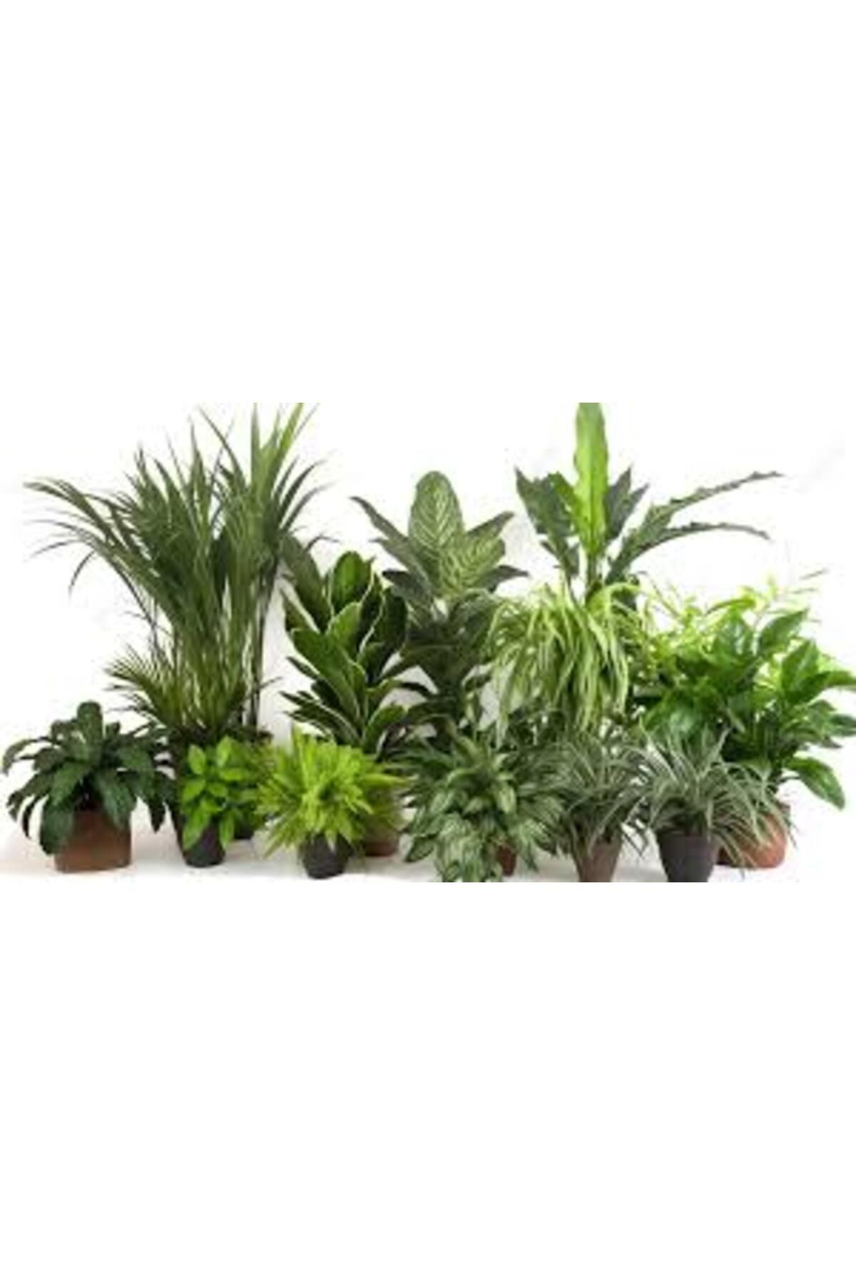 Tarımsal Ve Hayvansal Ürünler 13 Litre Yeşil Yapraklı Salon Bitkileri Ekim Ve Bakım Torfu