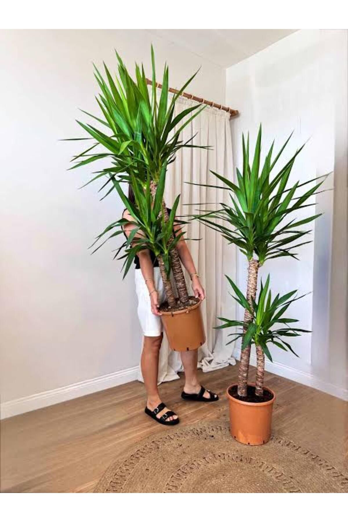 Tarımsal Ve Hayvansal Ürünler 13 Litre Yuka Bitkisi Ekim Ve Bakım Torfu