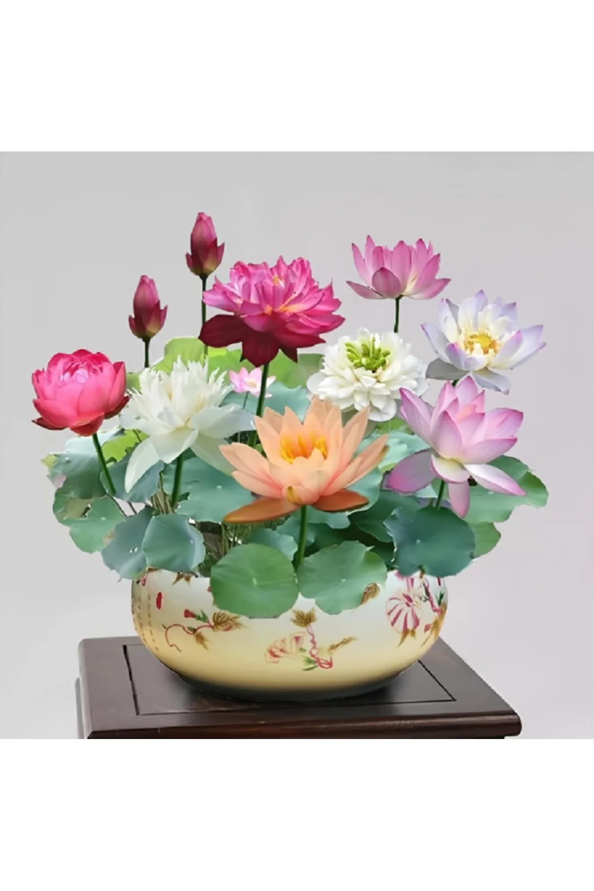 15 Adet Karışık Lotus Tohumu Nilüfer Çiçeği Tohumu