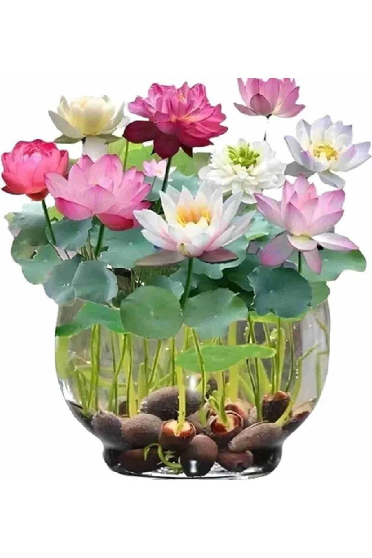 15 Adet Karışık Lotus Tohumu Nilüfer Çiçeği Tohumu