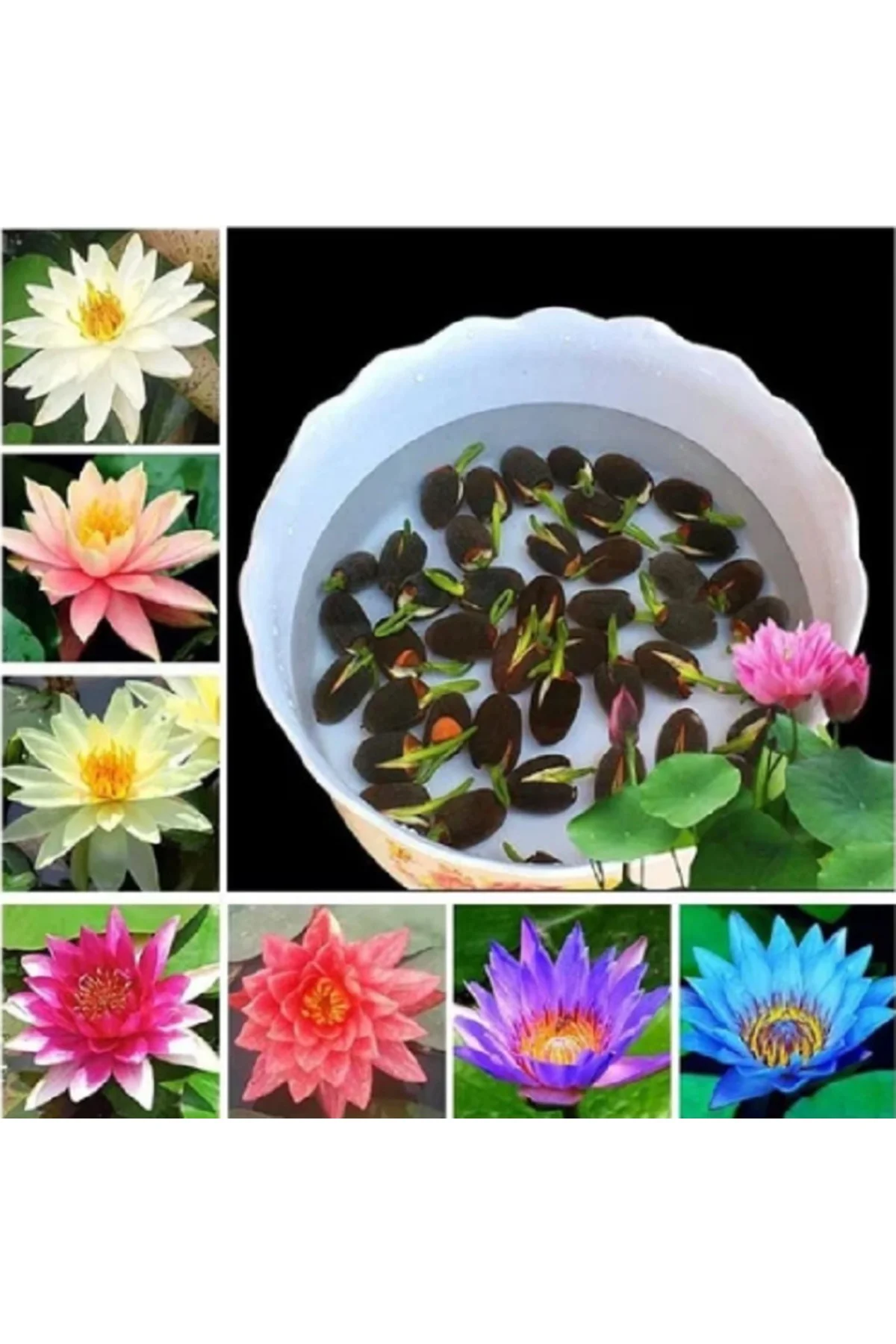15 Adet Karışık Lotus Tohumu Nilüfer Çiçeği Tohumu