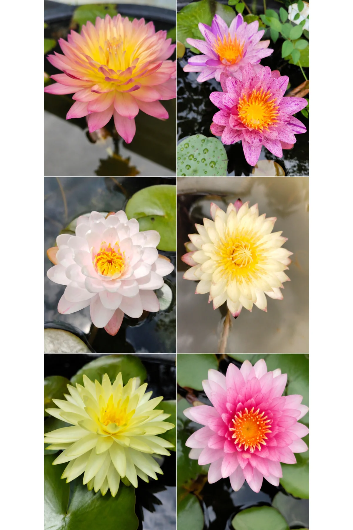 15 Adet Karışık Lotus (Nilüfer) Çiçeği Tohumu – Japon Su Zambağı – Kase Lotus – Çimlendirme Zımparası Hediyeli