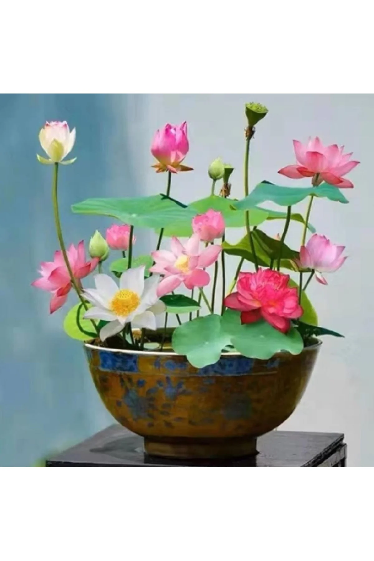 15 Adet Karışık Lotus Tohumu Nilüfer Çiçeği Tohumu