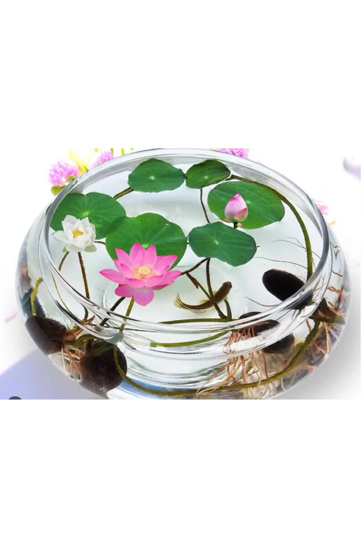 15 Adet Karışık Lotus Tohumu Nilüfer Çiçeği Tohumu