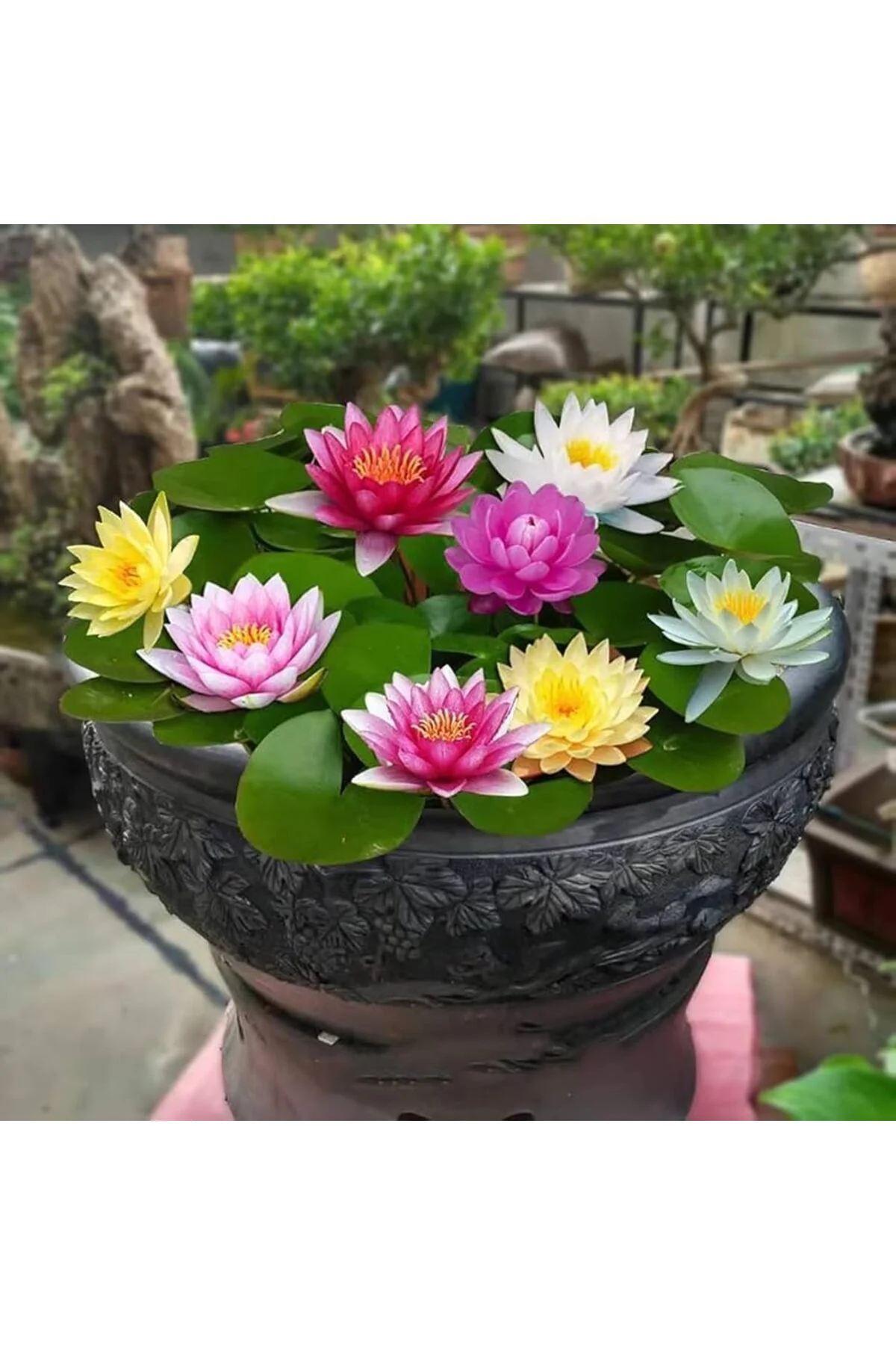 15 Adet Tohum Katmerli Karışık Renkli Nilüfer Su Çiçeği Lotusa Lotus Tohumu Taze Hasat 15 Adet Tohum Katmerli Karışık Renkli Nilüfer Su Çiçeği Lotusa Lotus Tohumu Taze Hasat