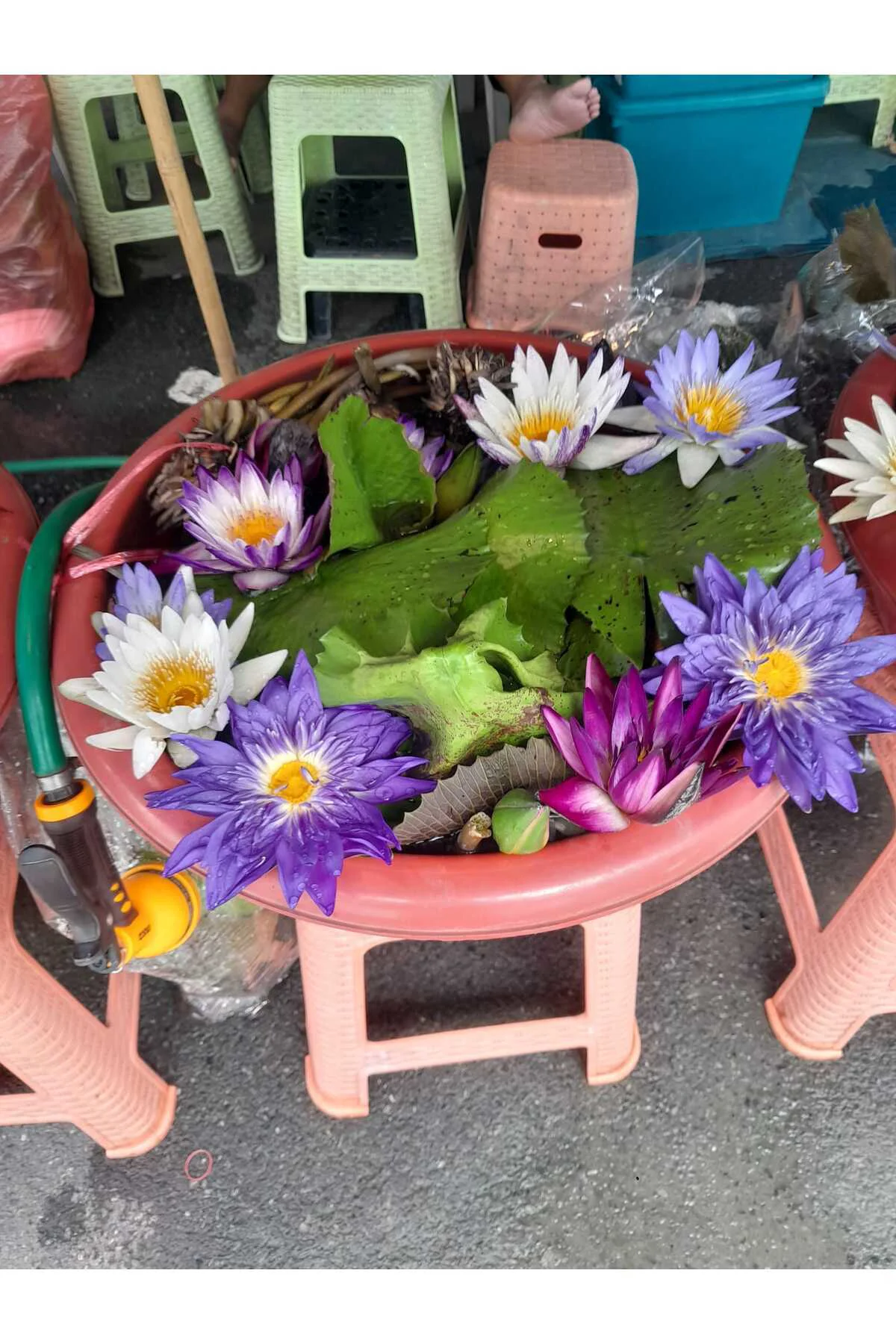 15 Adet Tohum Katmerli Karışık Renkli Nilüfer Su Çiçeği Lotusa Lotus Tohumu Taze Hasat 15 Adet Tohum Katmerli Karışık Renkli Nilüfer Su Çiçeği Lotusa Lotus Tohumu Taze Hasat