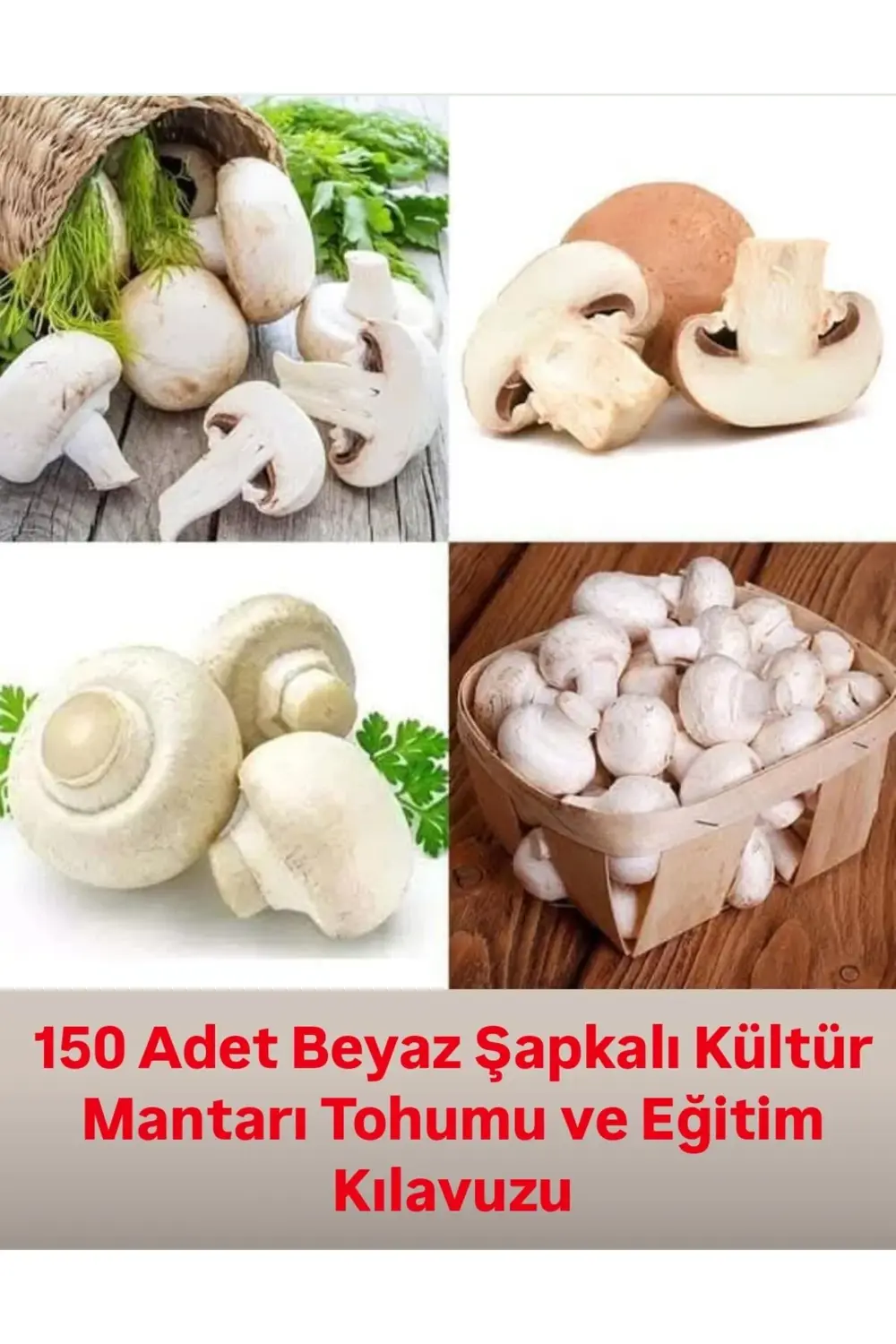 150 Adet Beyaz Şapkalı Kültür Mantarı Tohumu ve Eğitim Kılavuzu