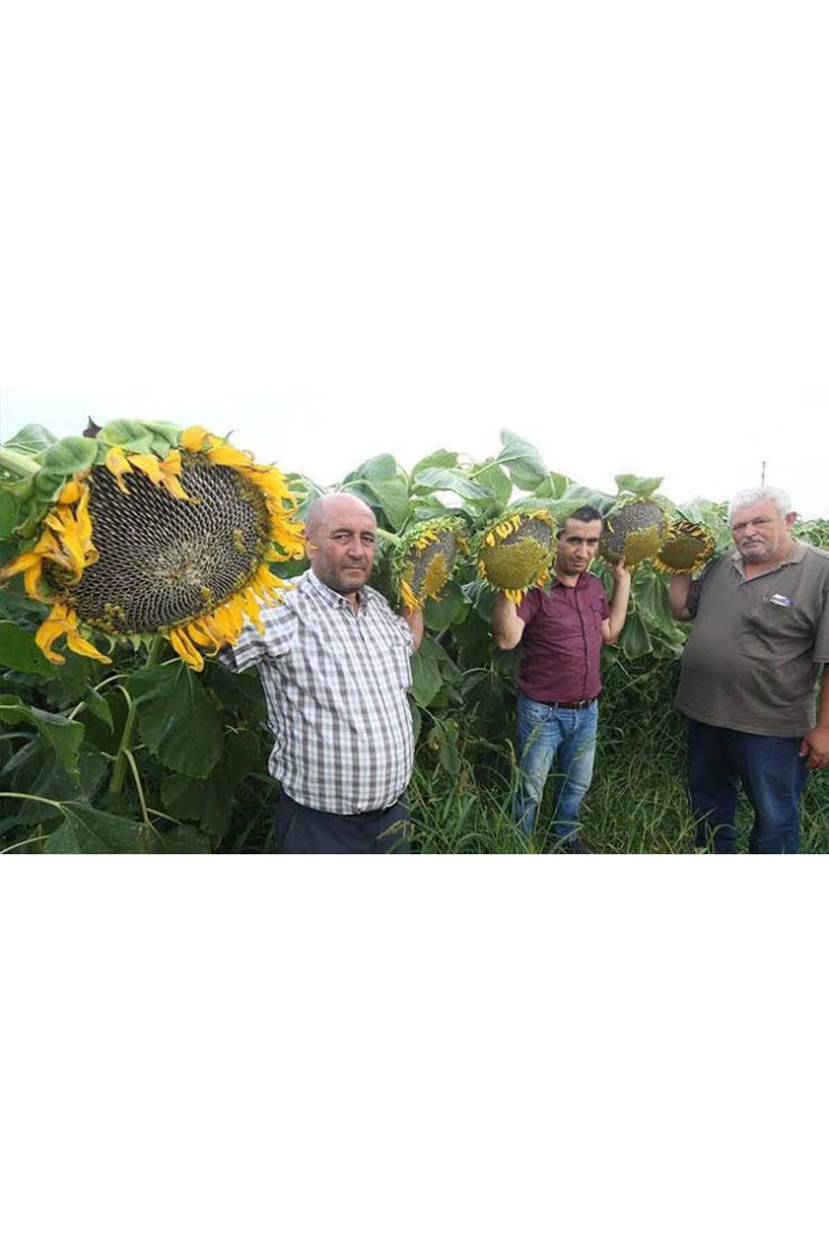 150 Adet Iri Taneli Ayçiçeği Tohumu