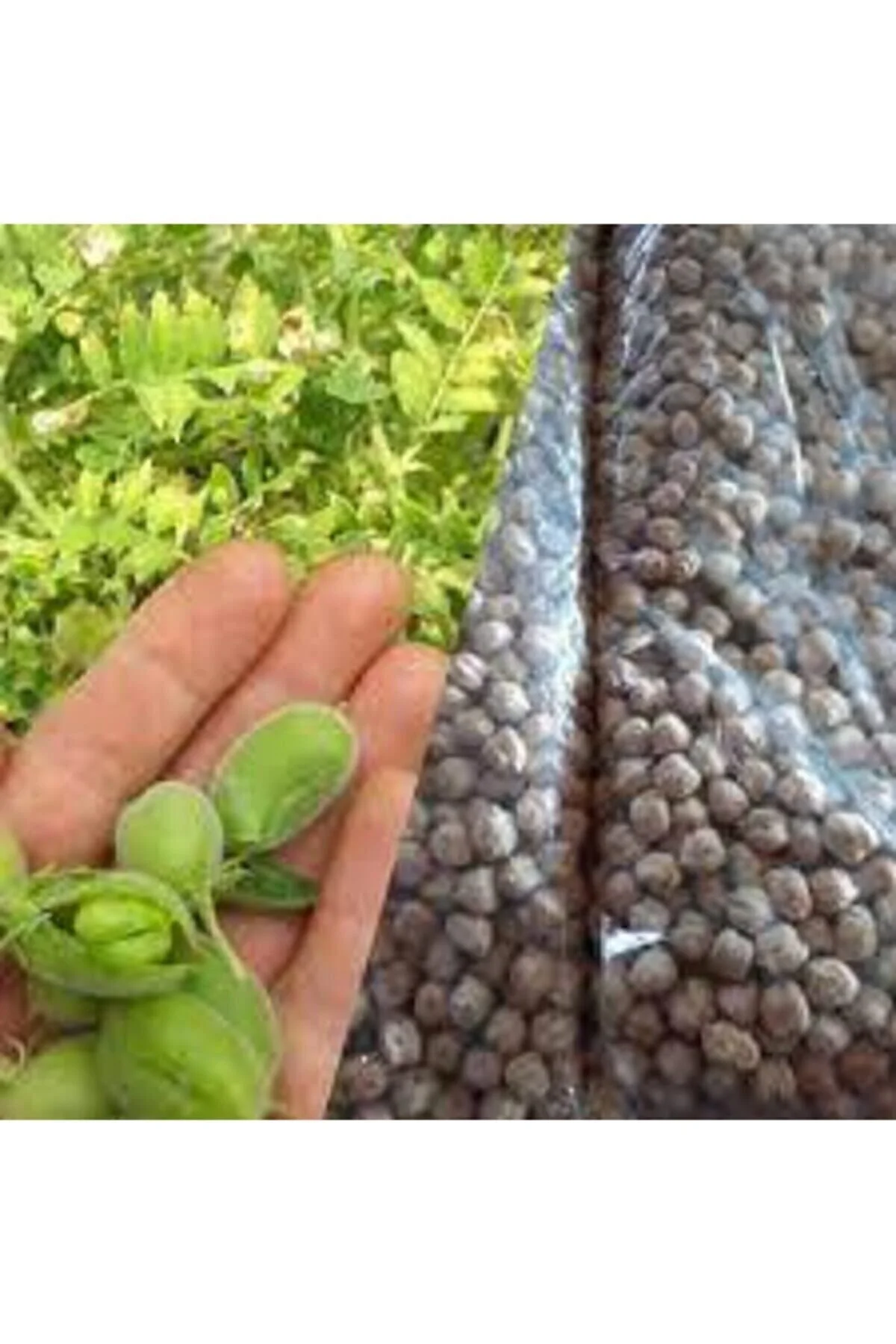 150 Adet Tohum Eko Paket Yeni Mahsül Geleneksel Nohut Tohumu Bol Verim Sürpriz Hediye Tohumla Gelir 150 Adet Tohum Eko Paket Yeni Mahsül Geleneksel Nohut Tohumu Bol Verim Sürpriz Hediye Tohumla Gelir
