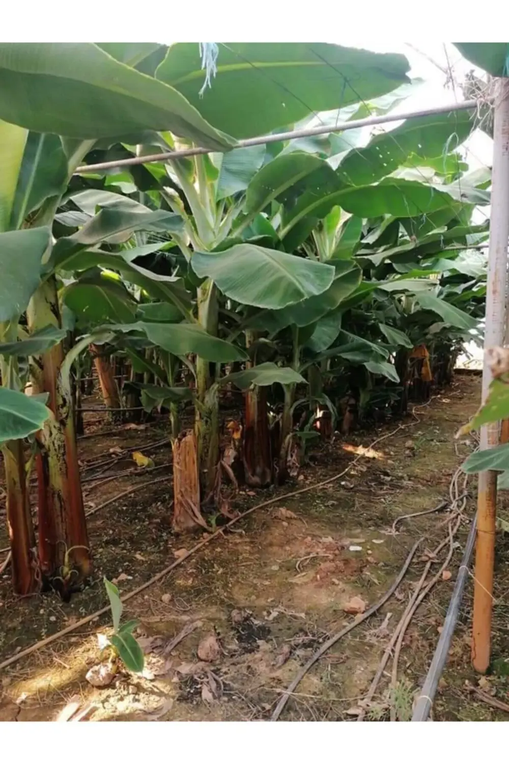 150 Cm Ile 2.00 Metre Boyunda Muz Fidanı