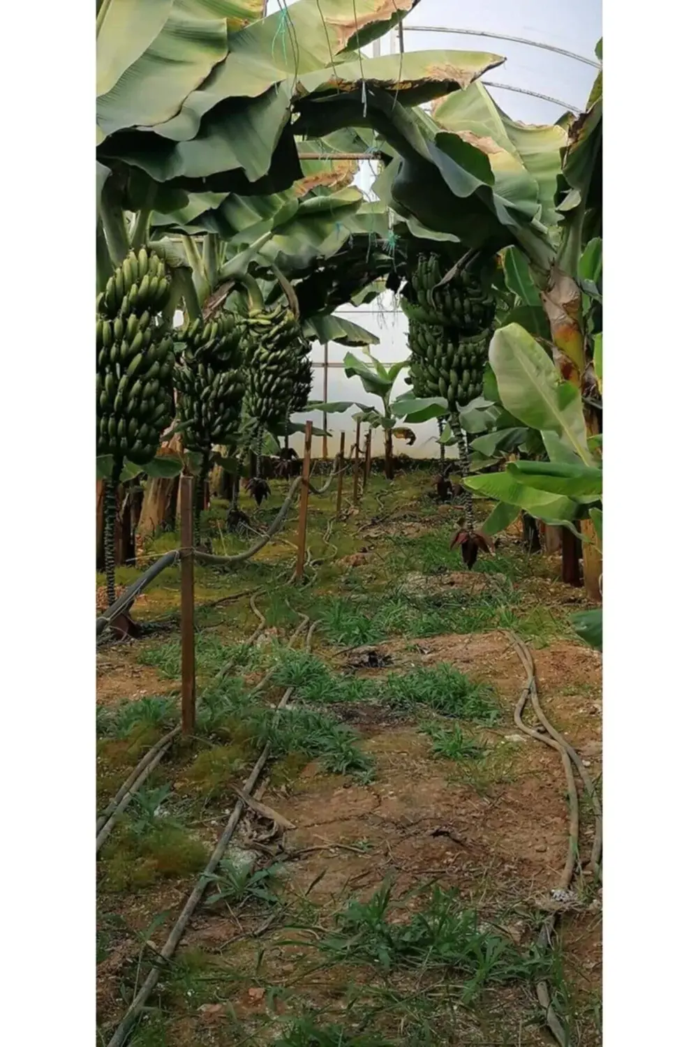 150 Cm Ile 2.00 Metre Boyunda Muz Fidanı